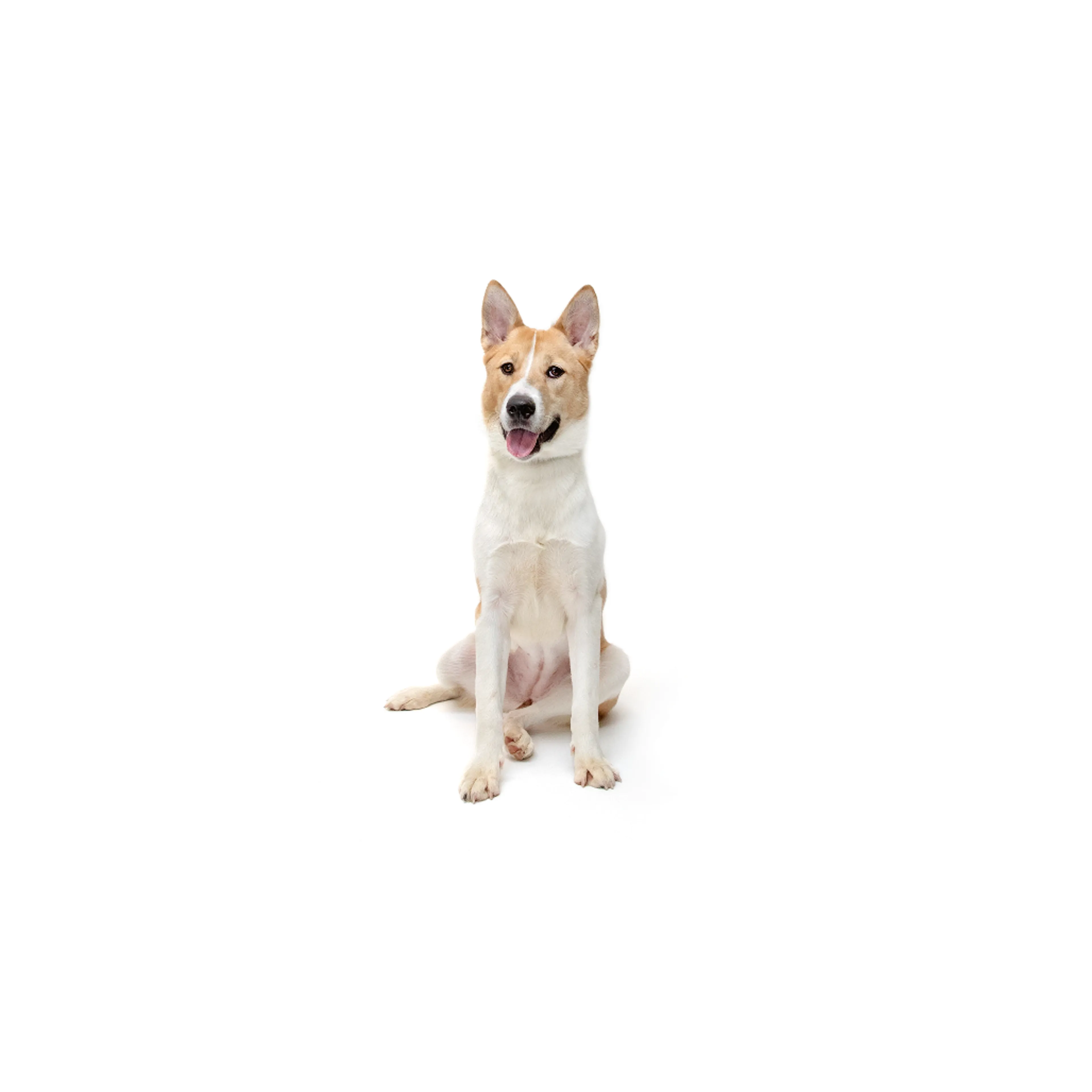 cdn image
