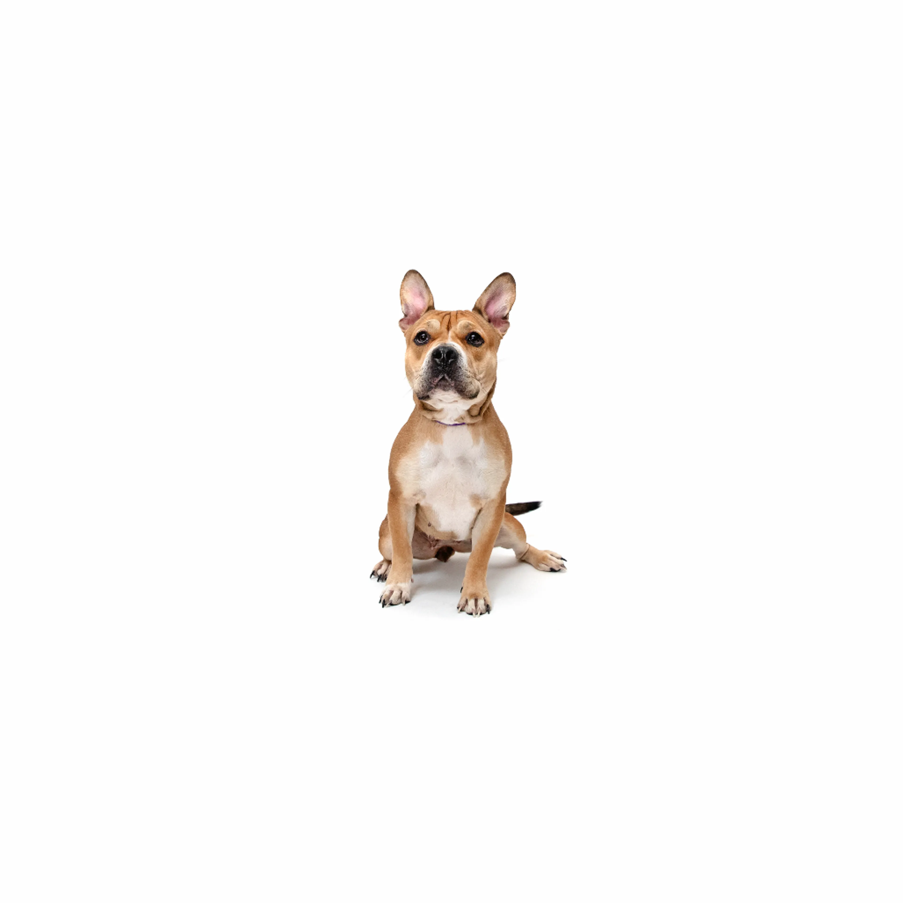 cdn image