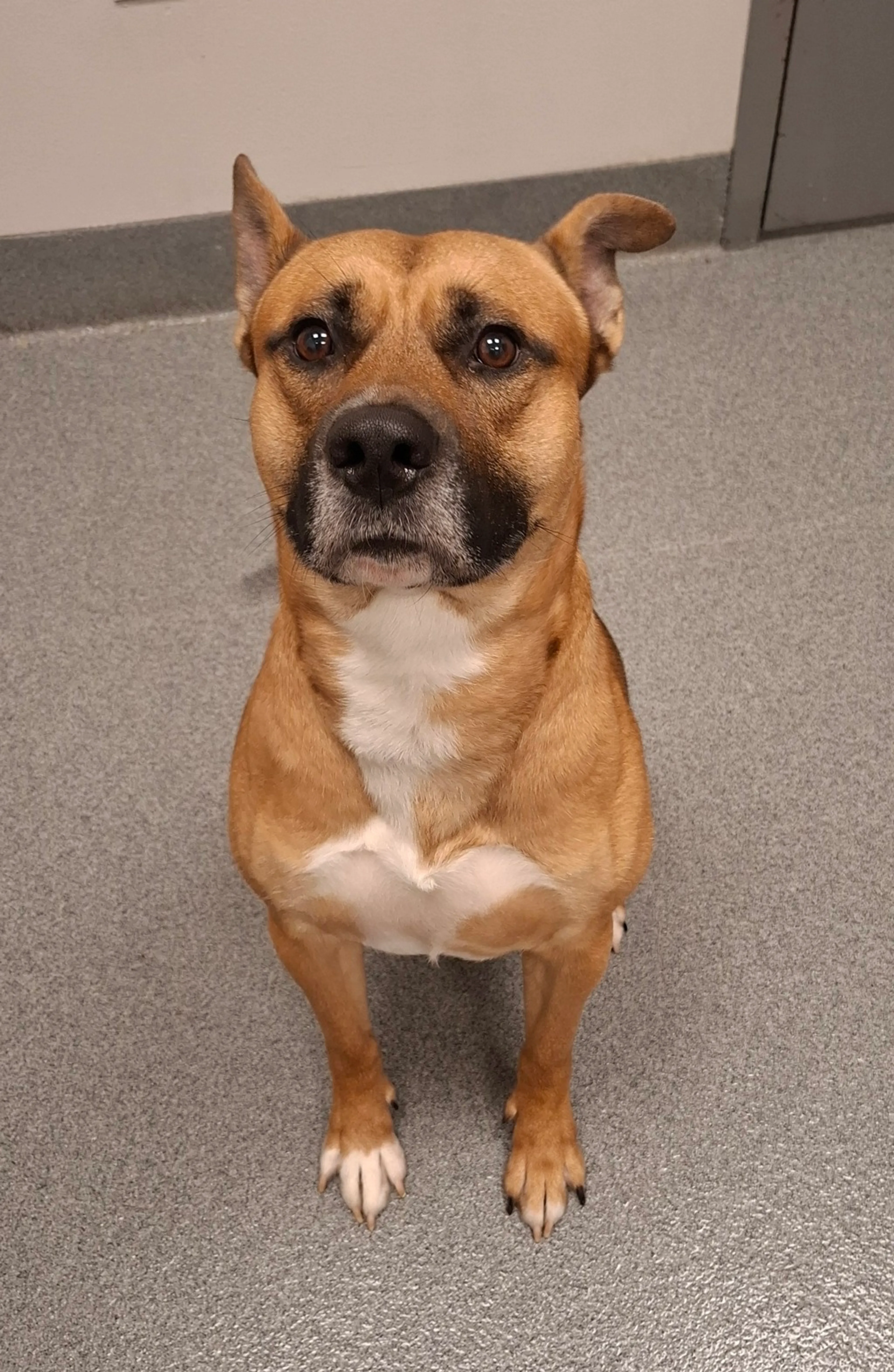 cdn image
