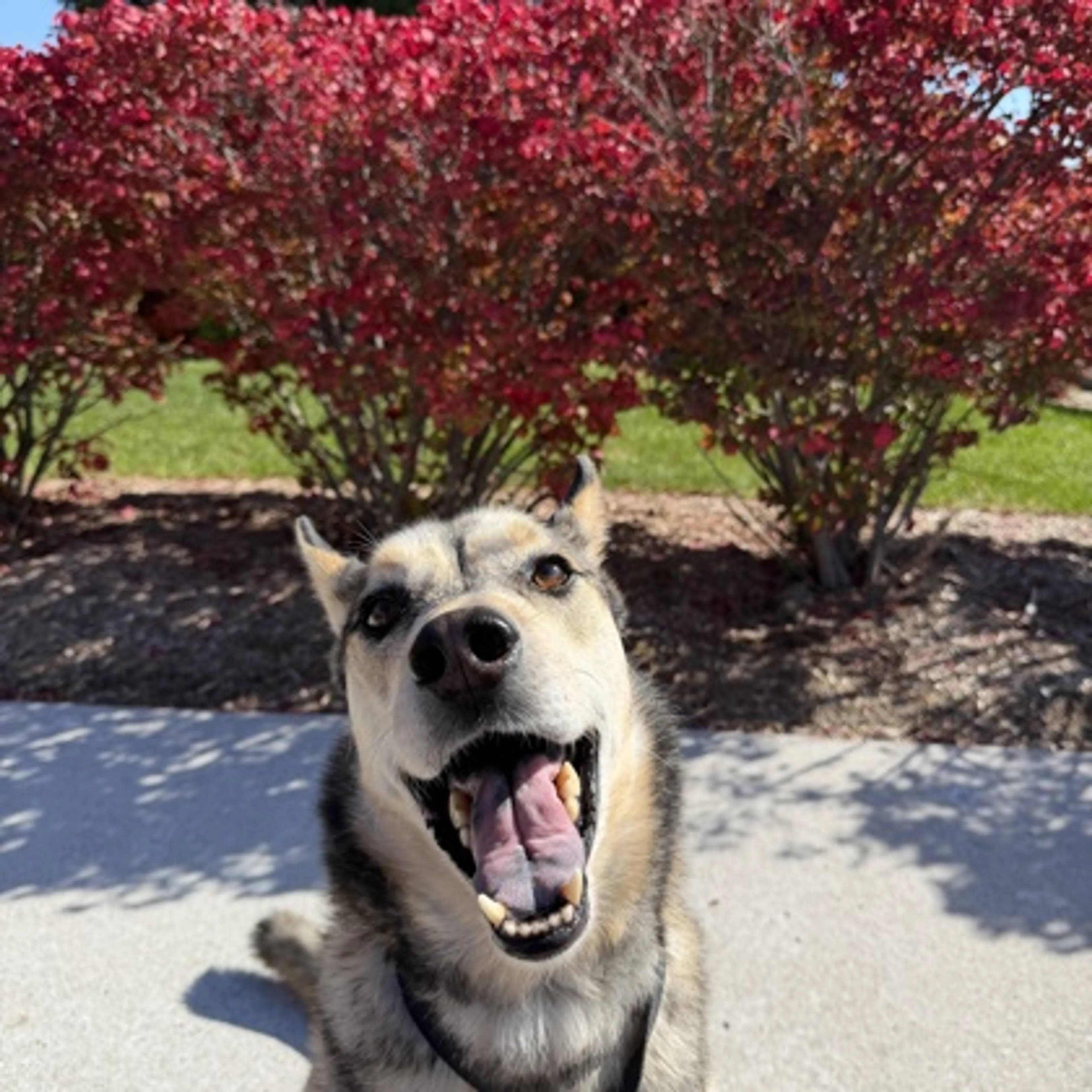 cdn image