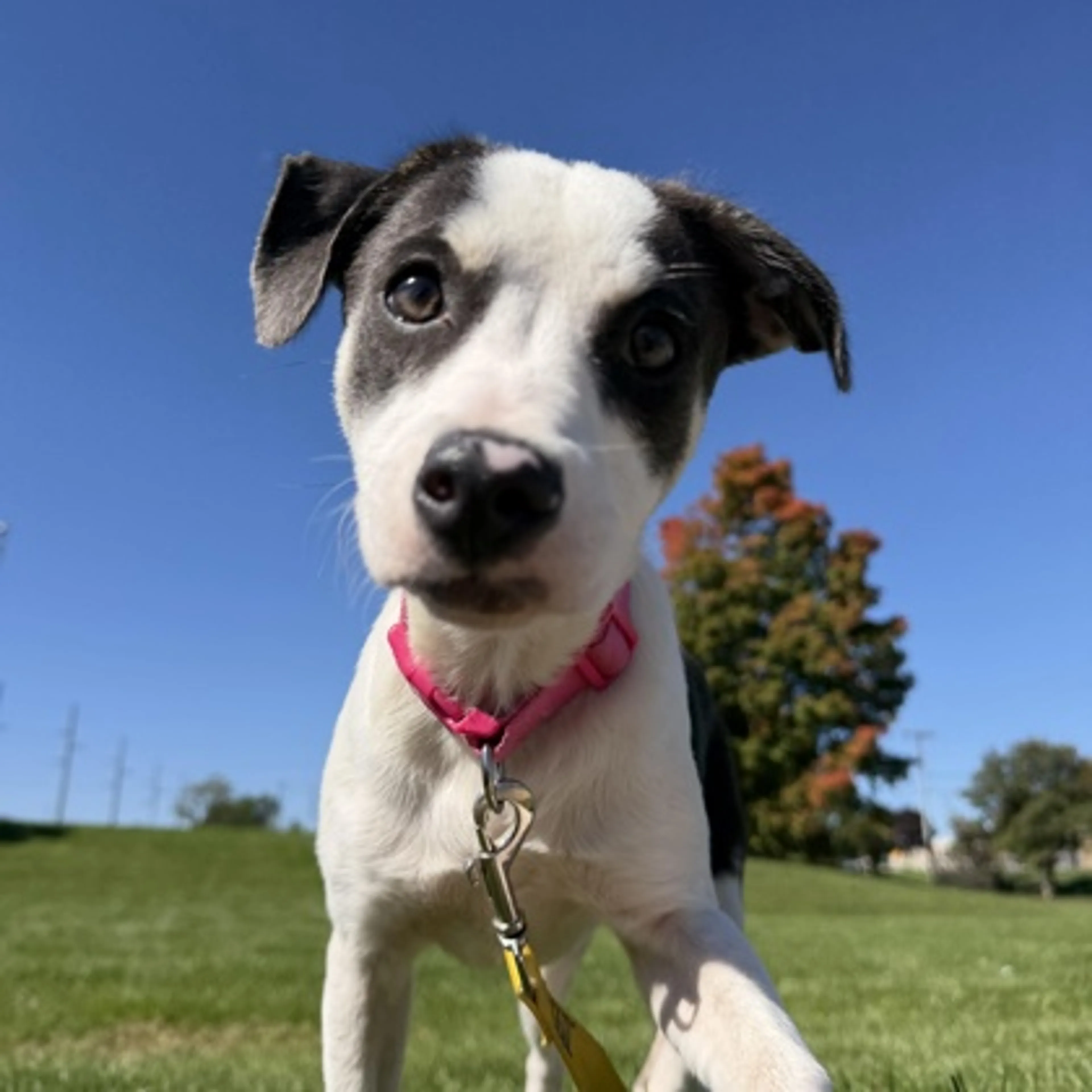 cdn image