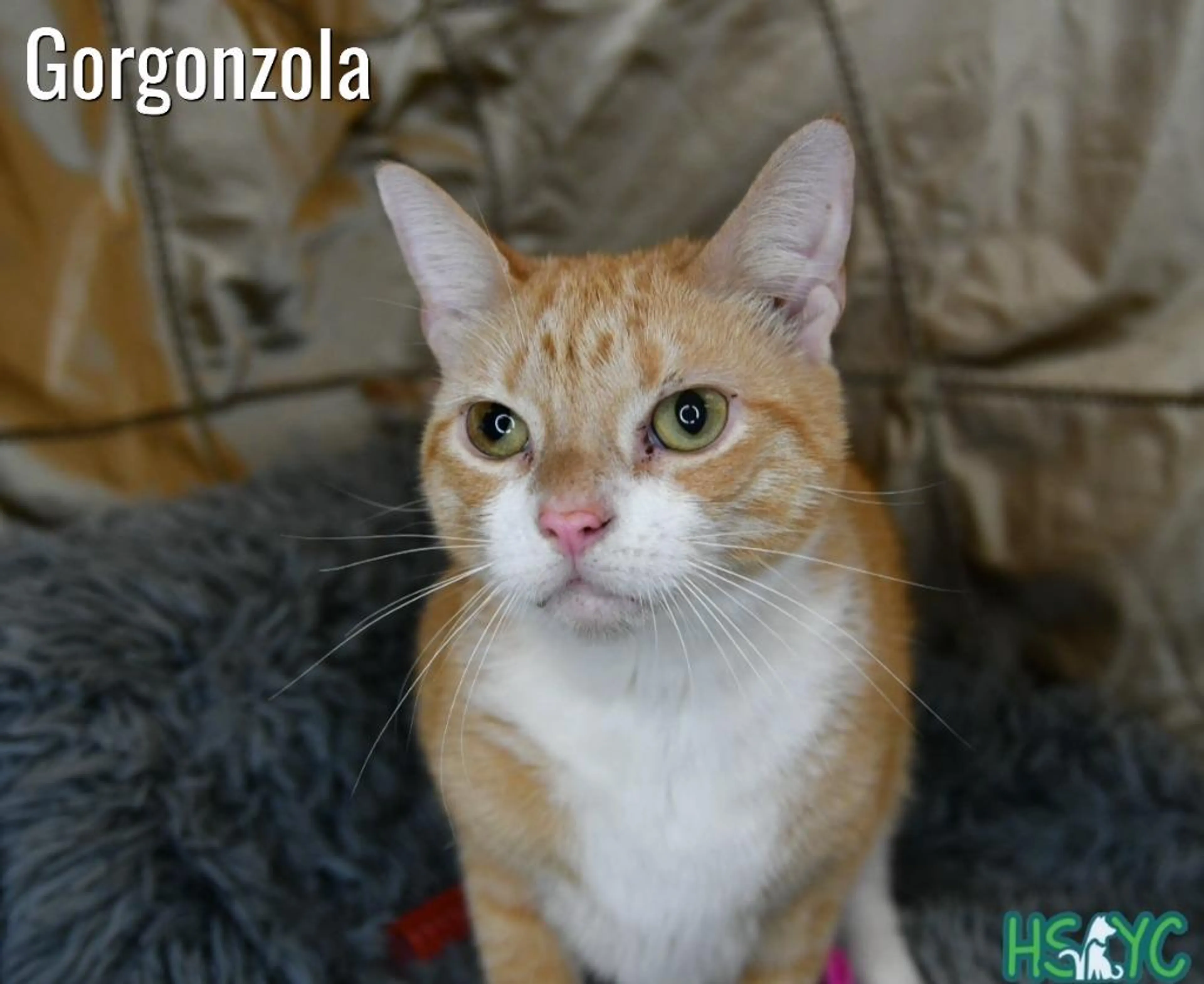 cdn image