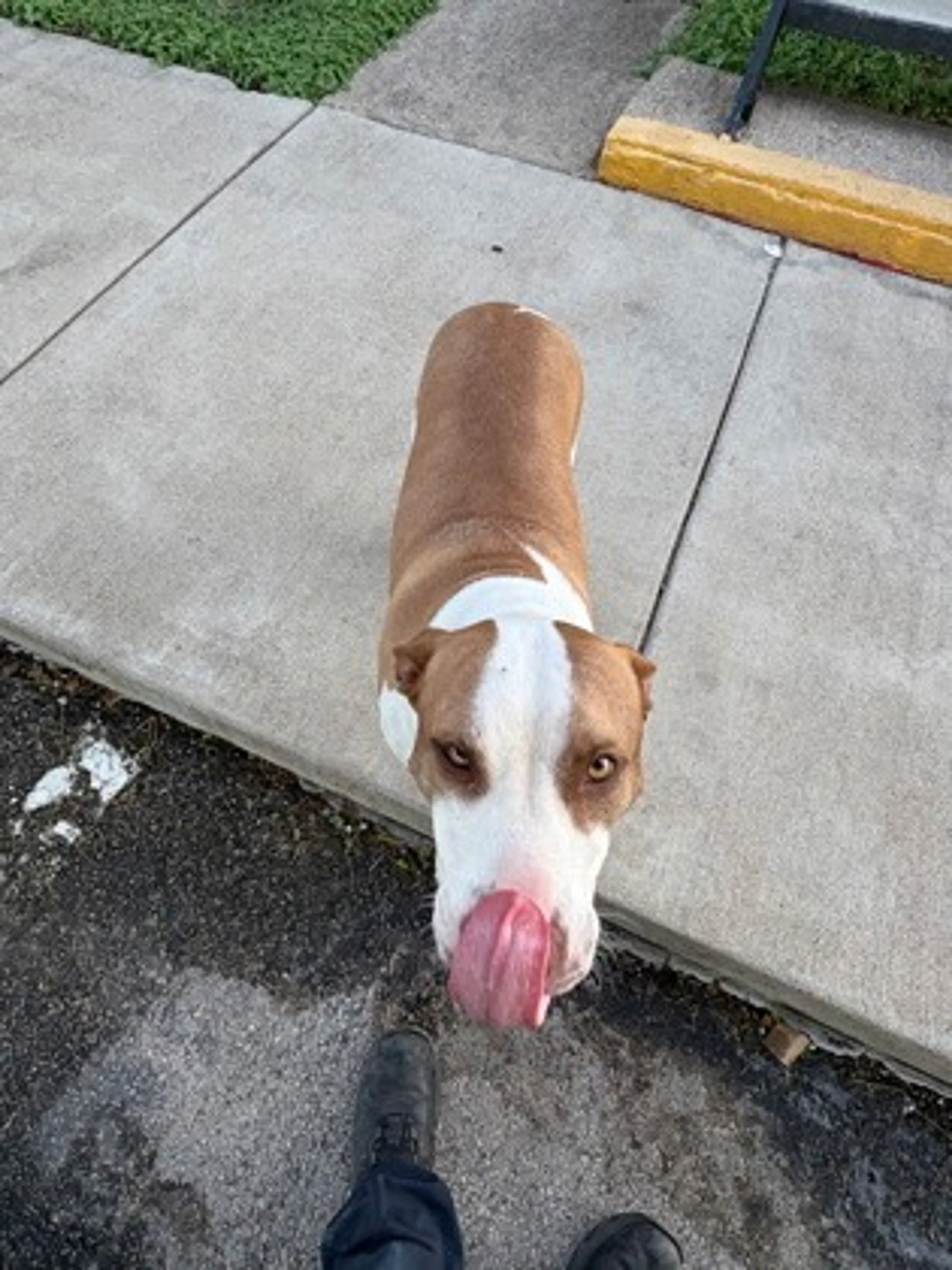 cdn image
