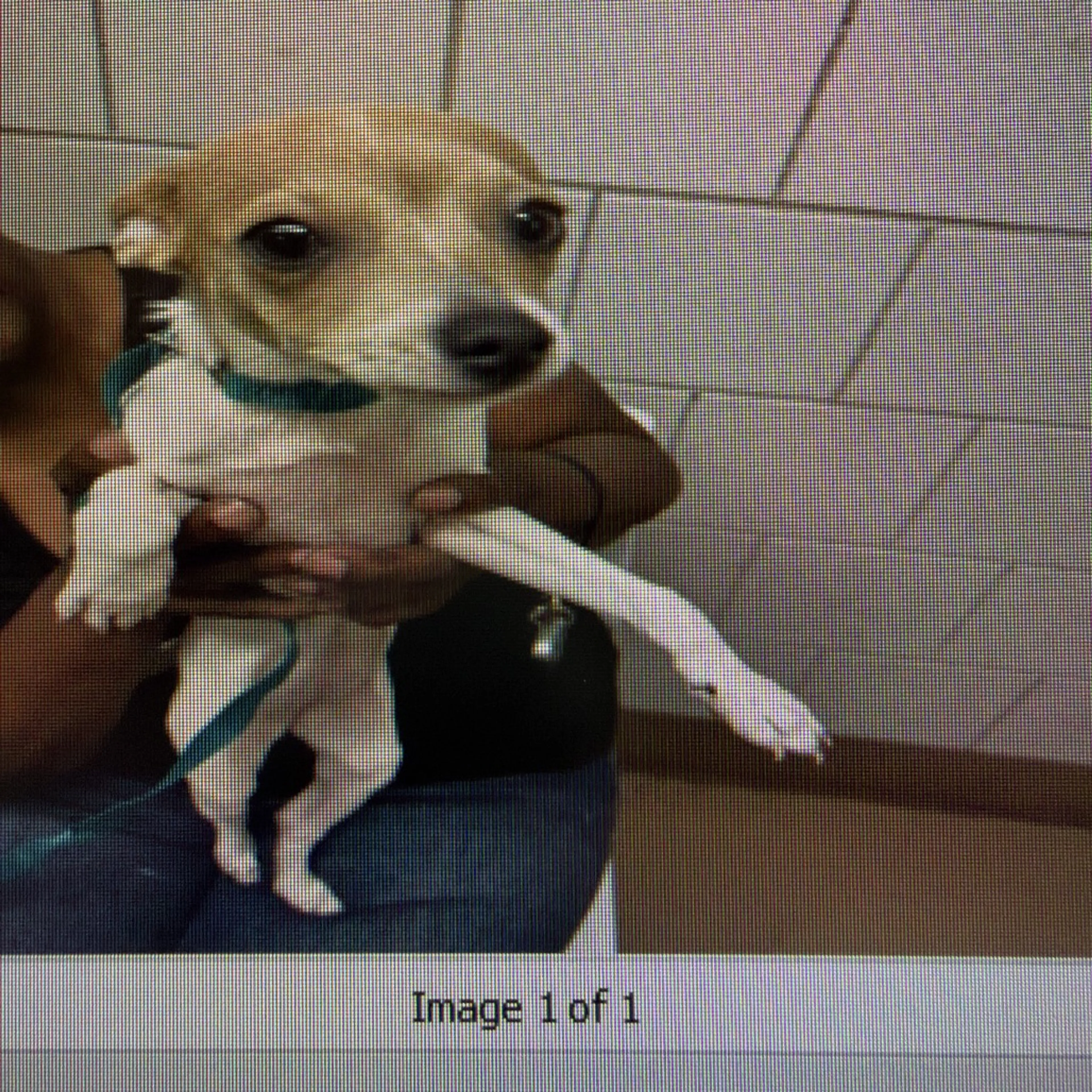 cdn image