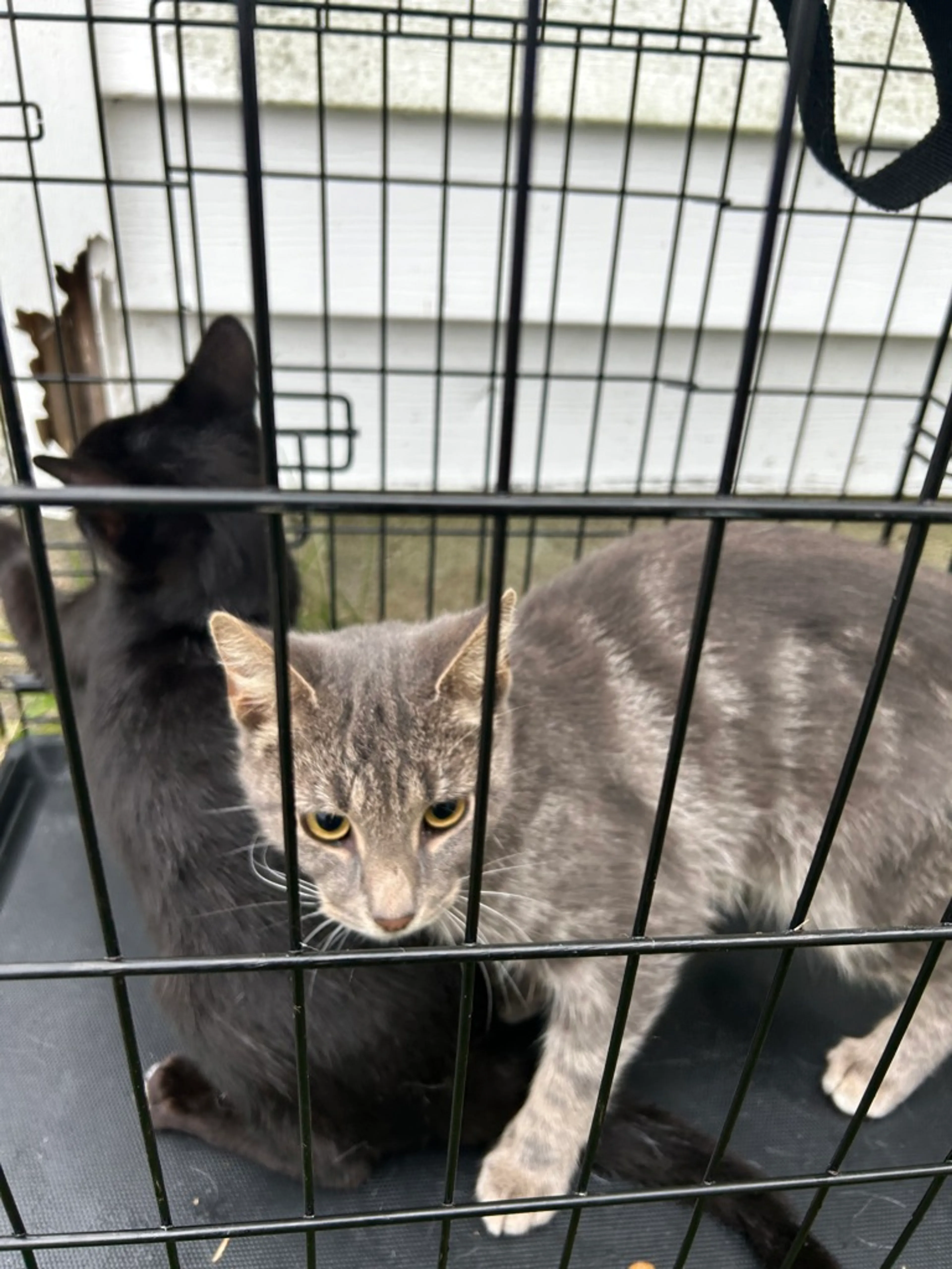 cdn image