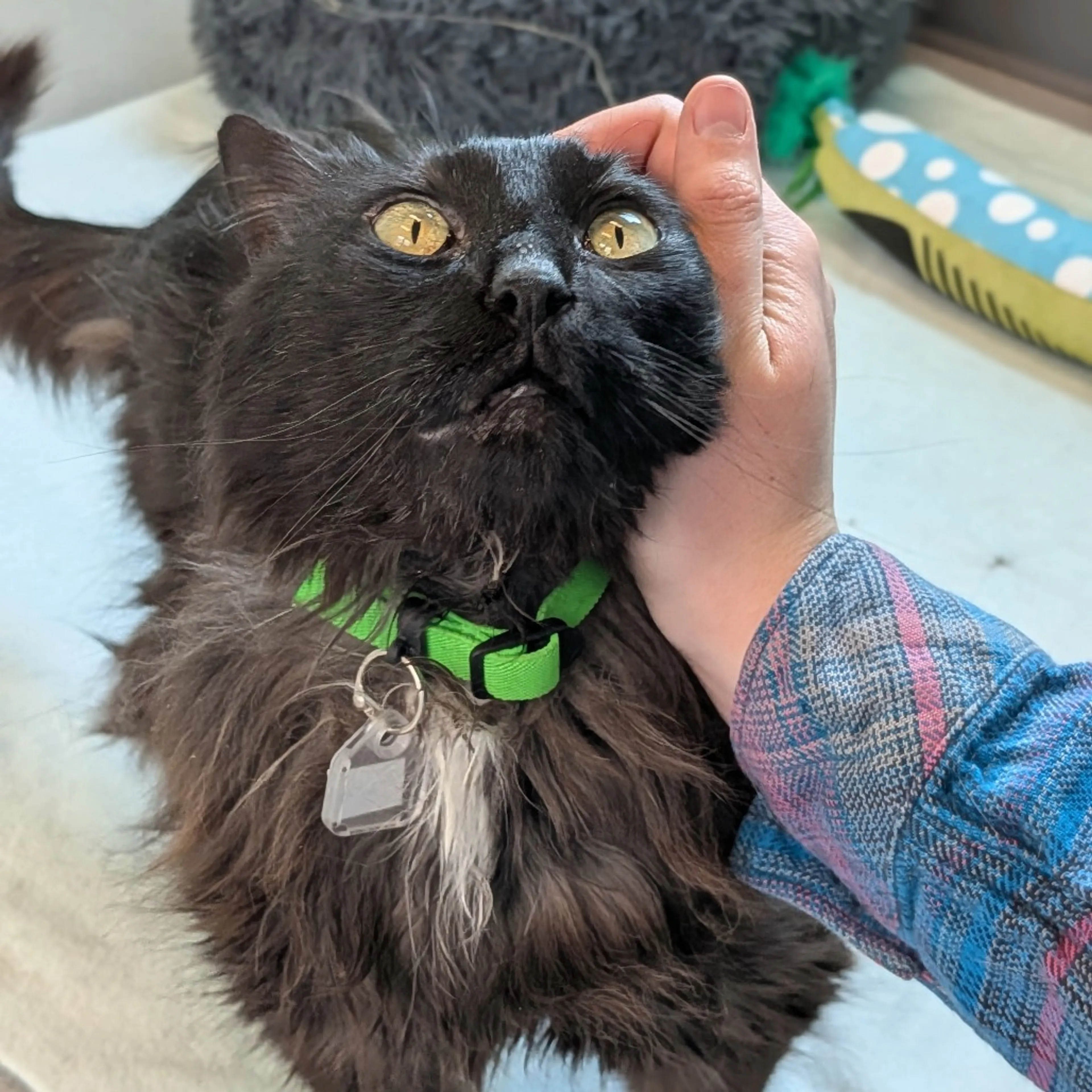 cdn image