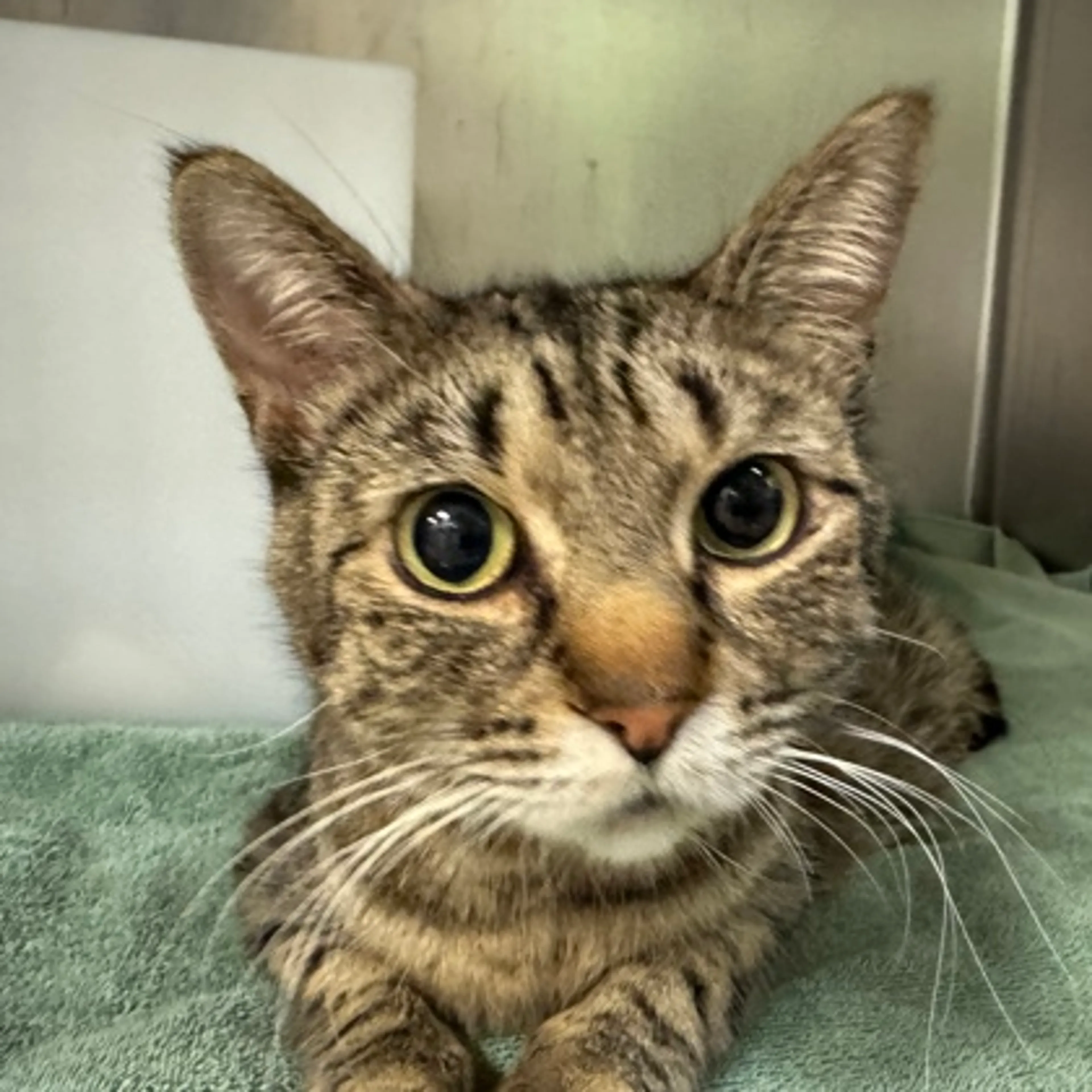 cdn image