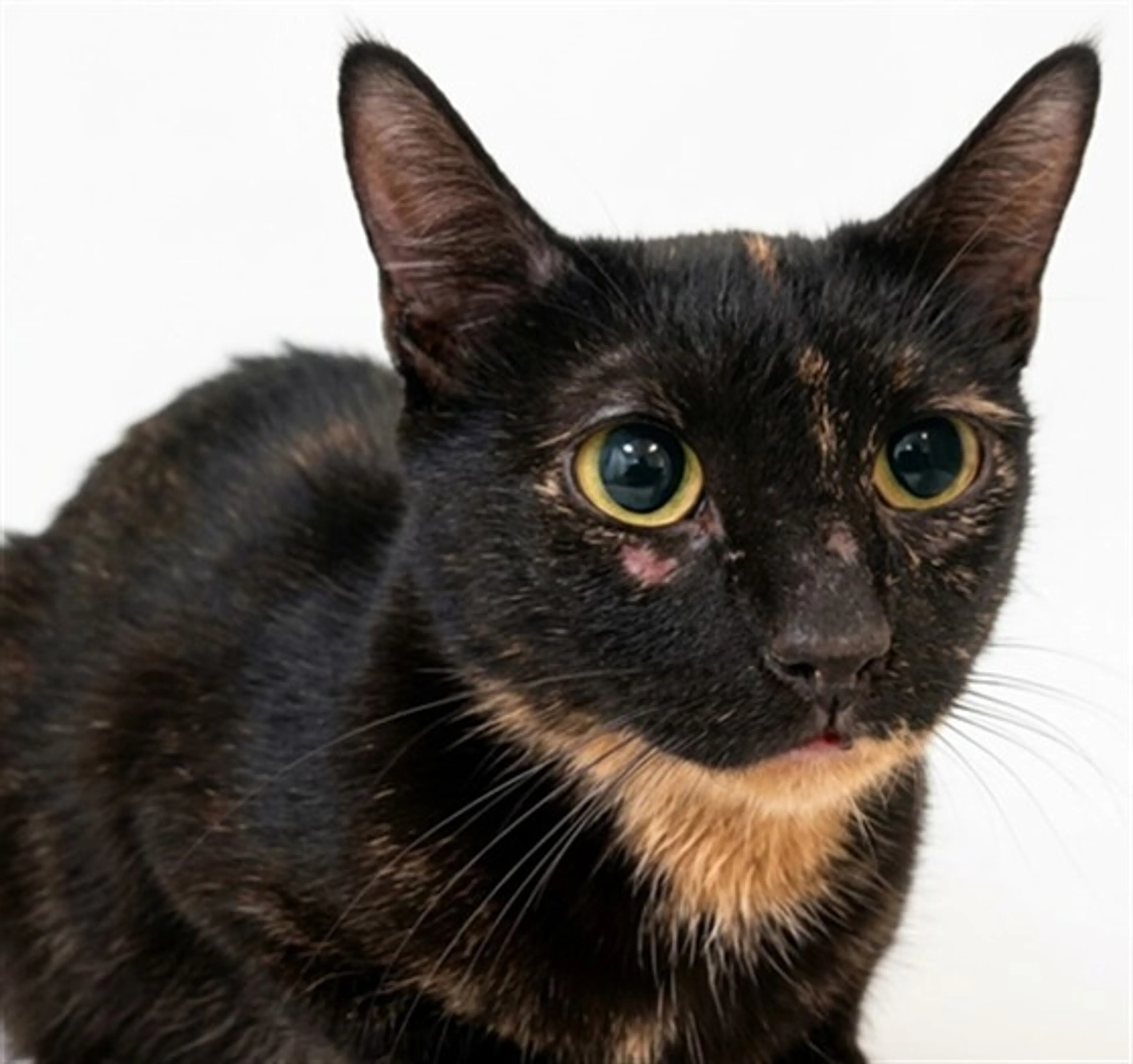 cdn image
