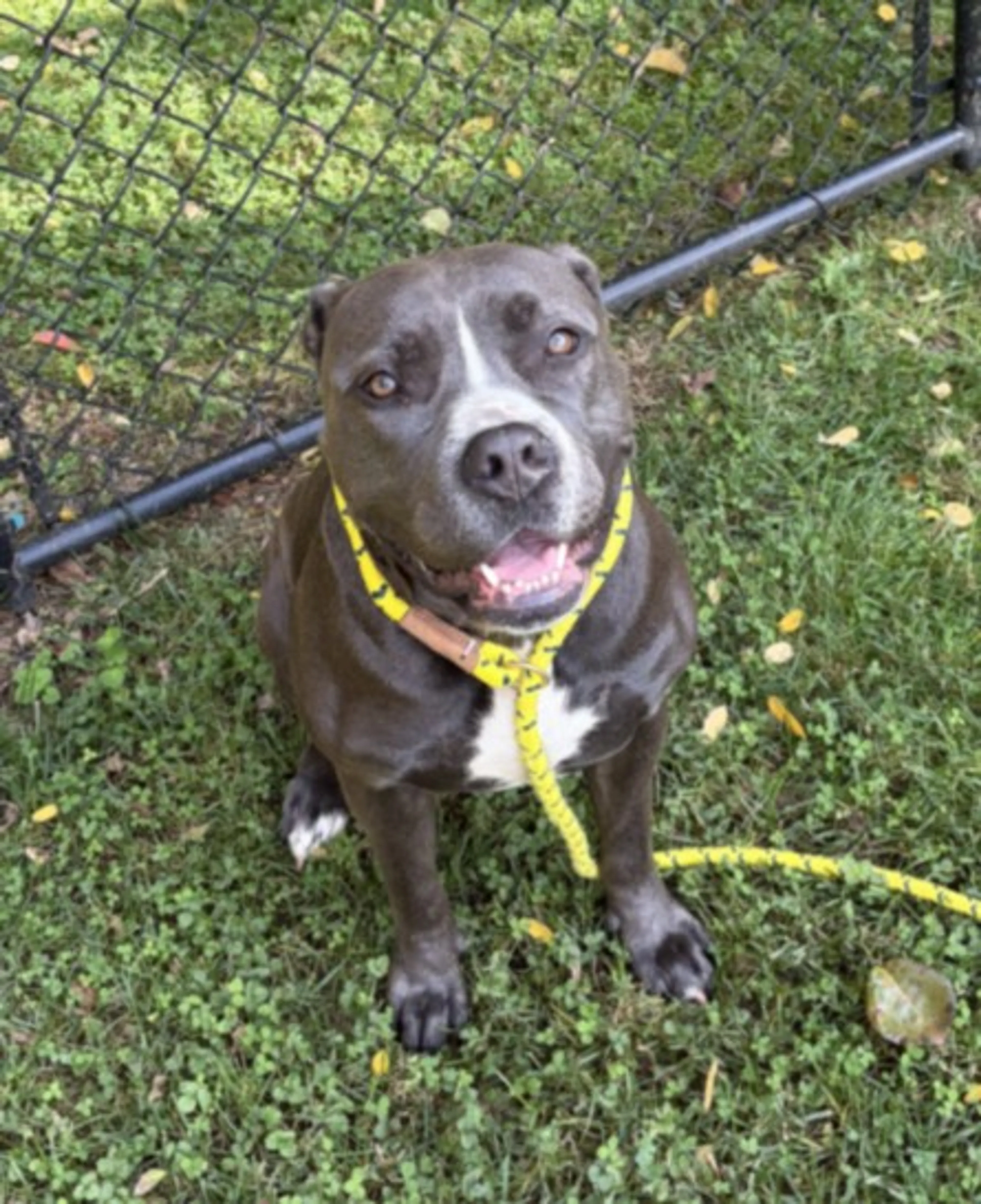 cdn image
