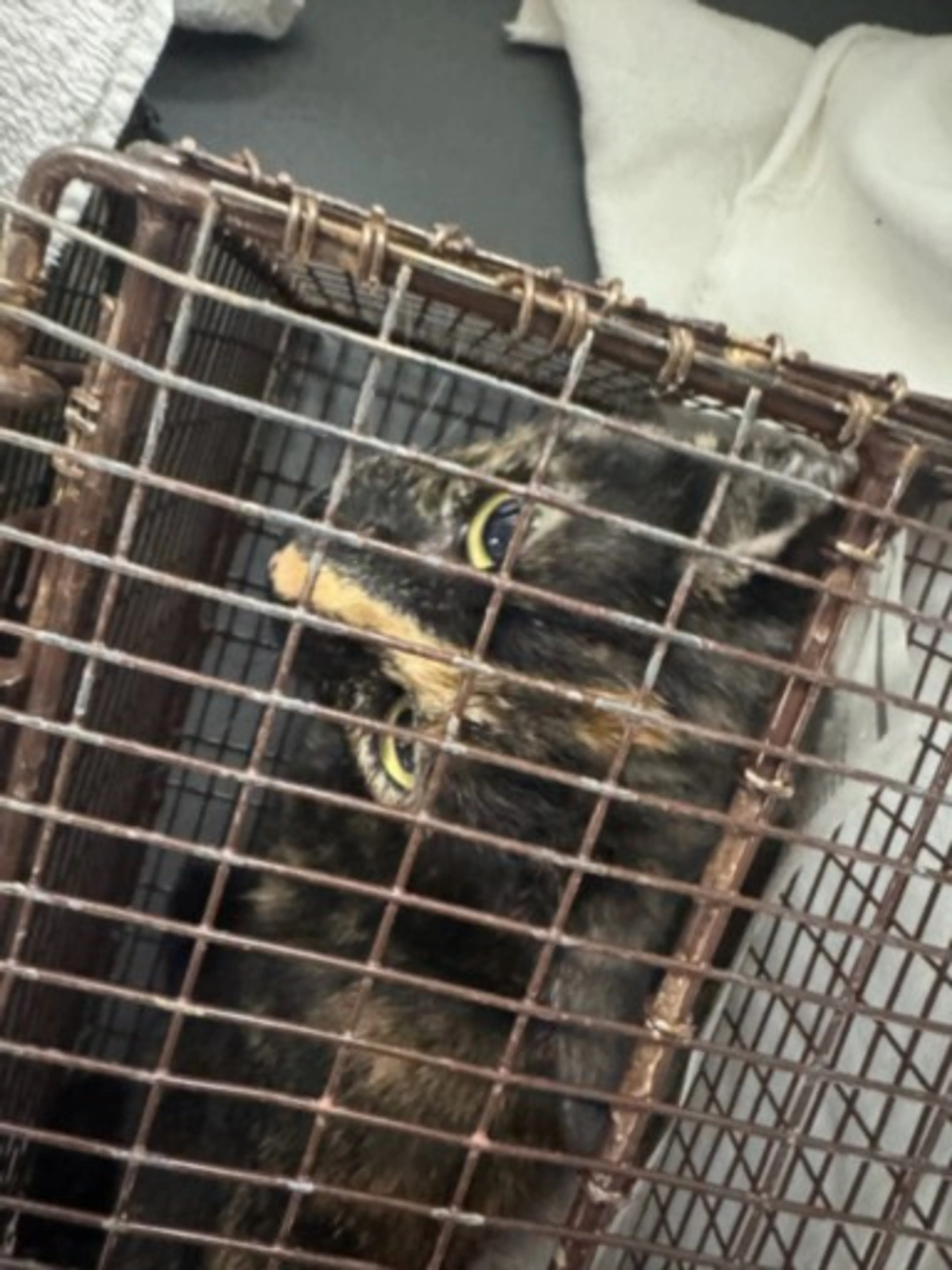 cdn image