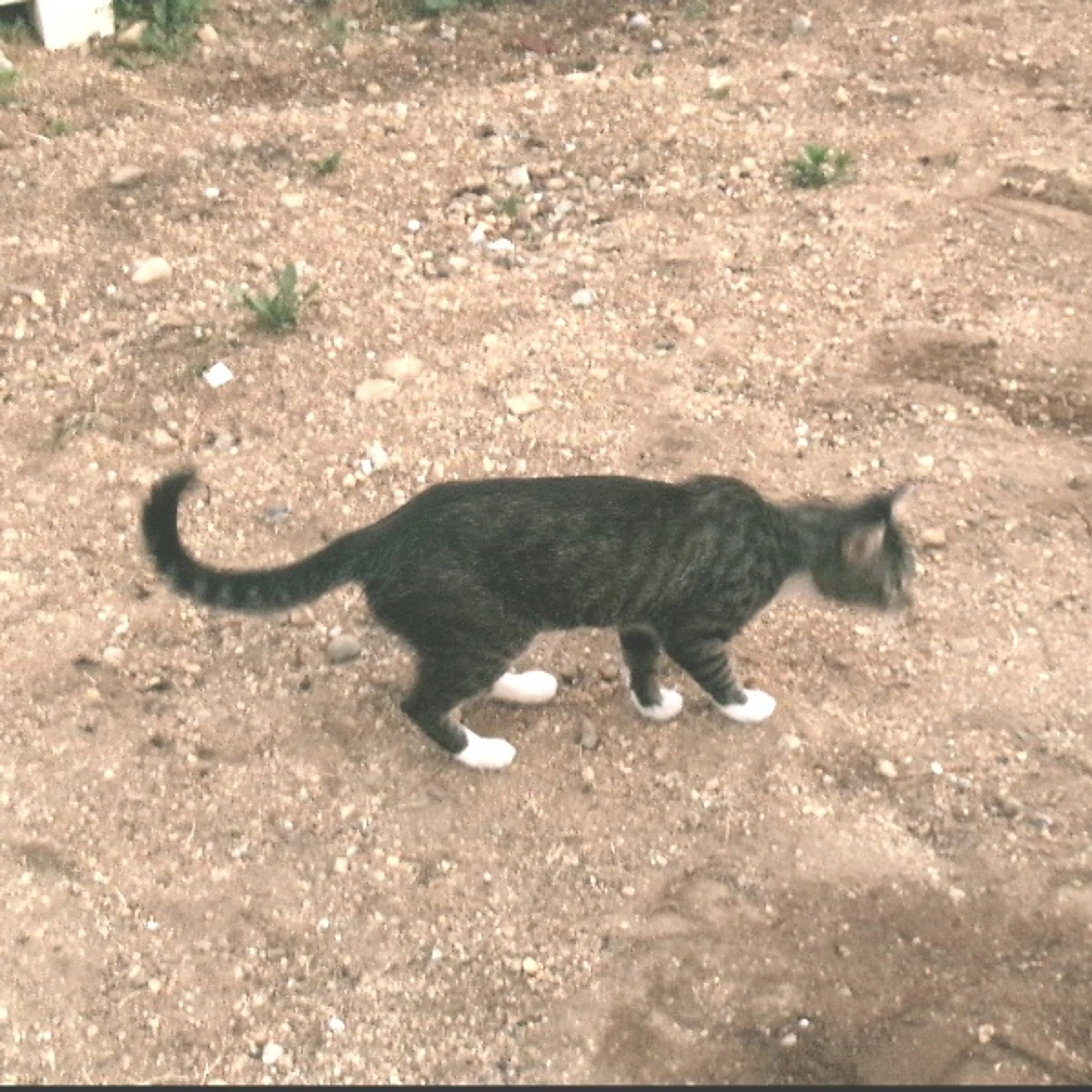 cdn image