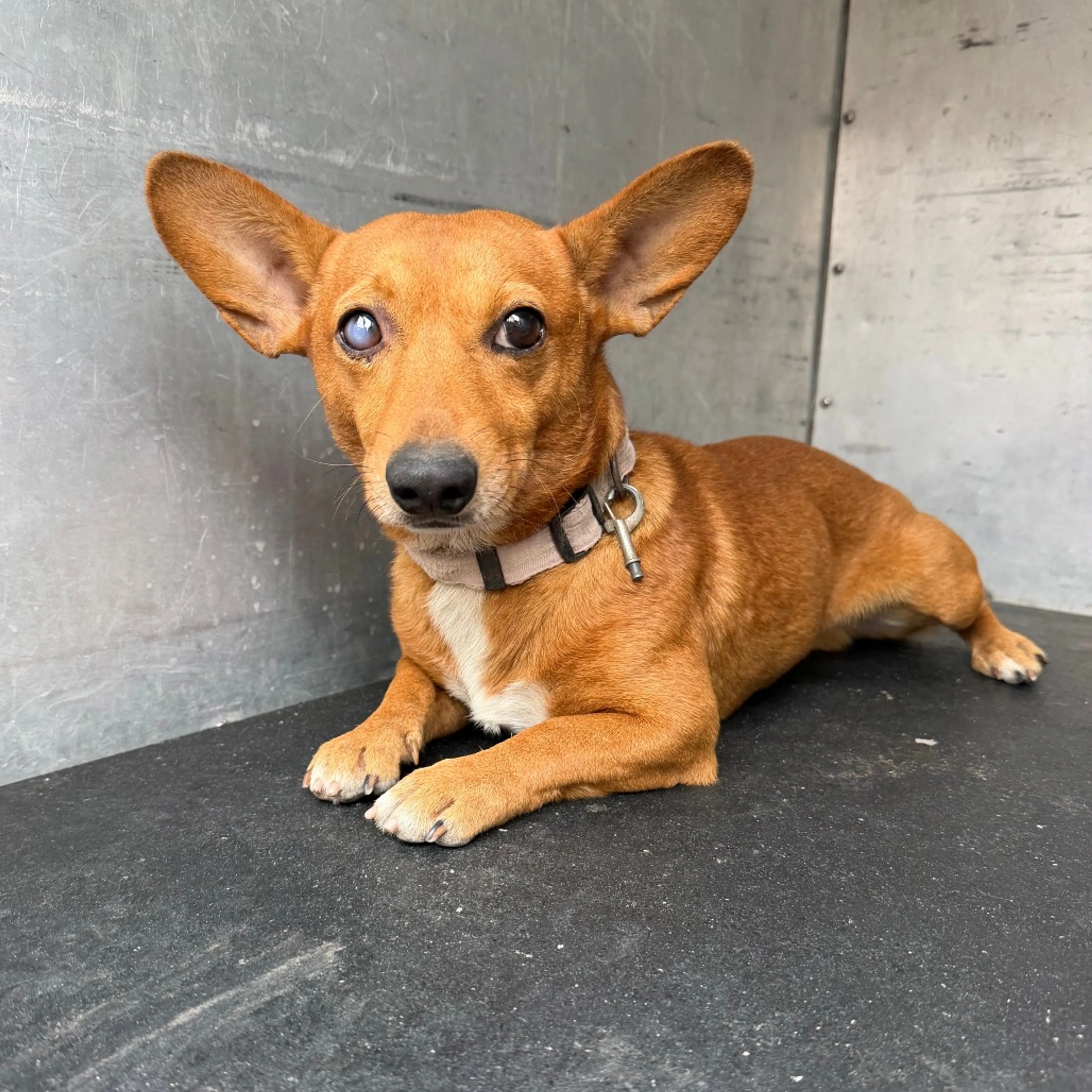 cdn image