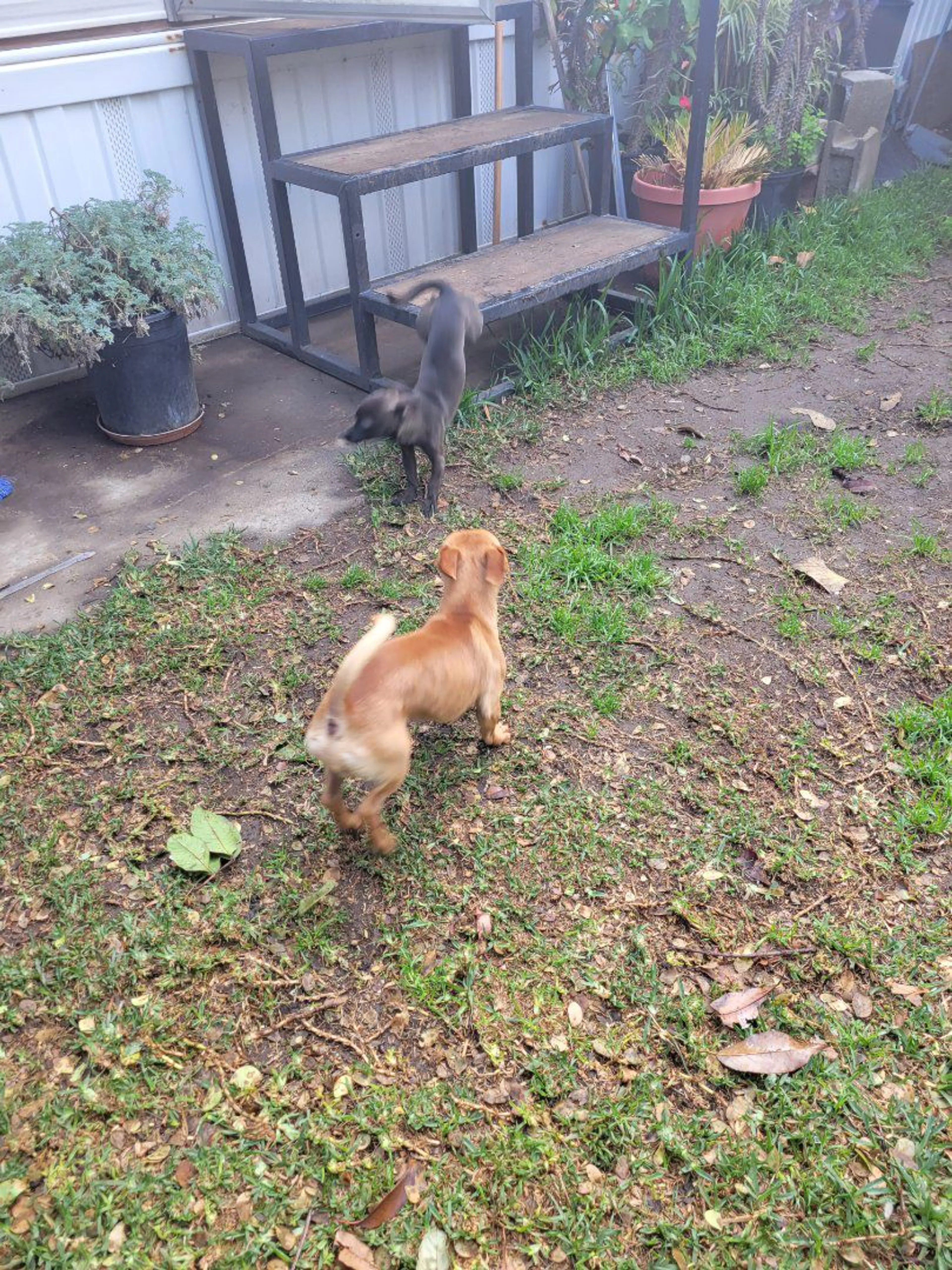cdn image