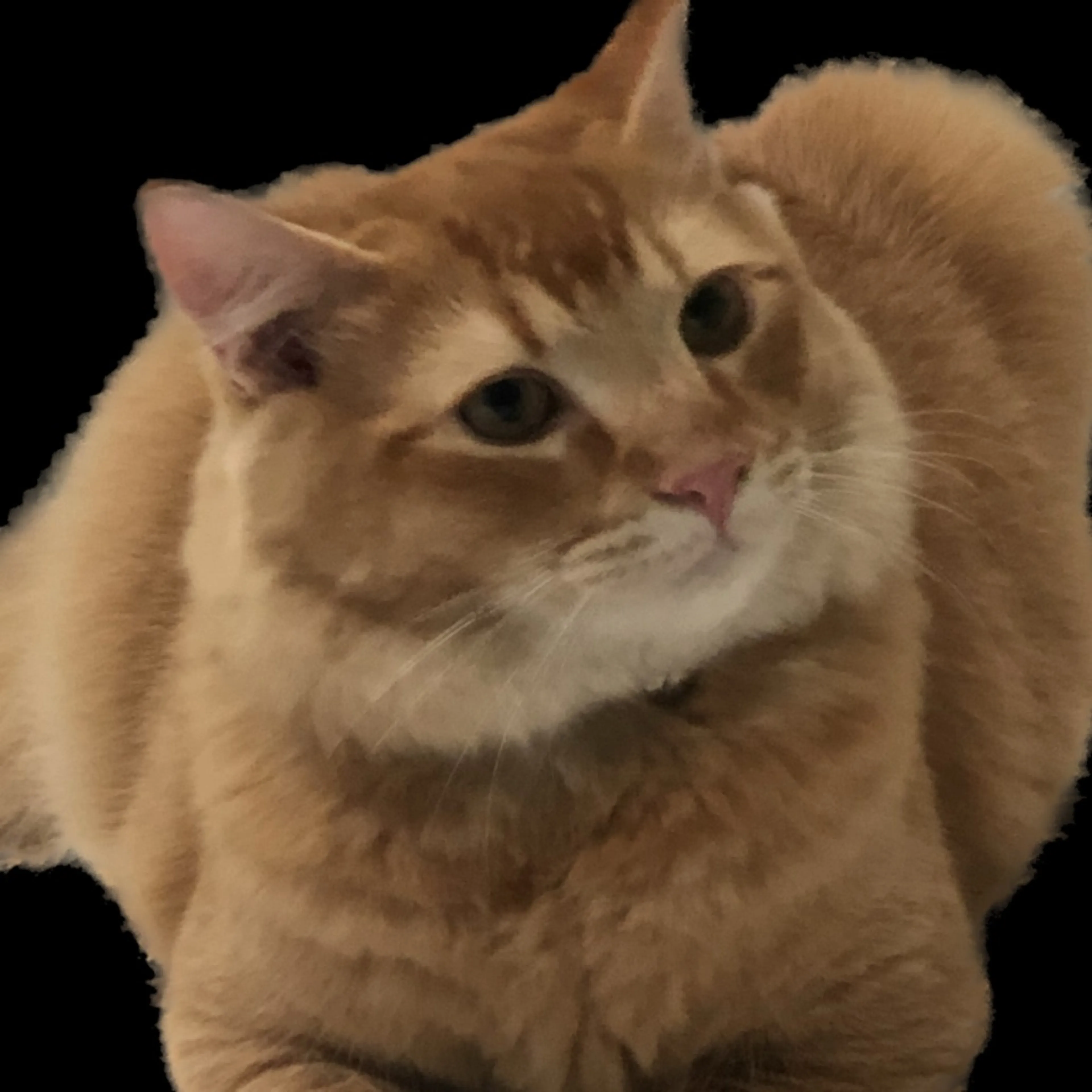 cdn image