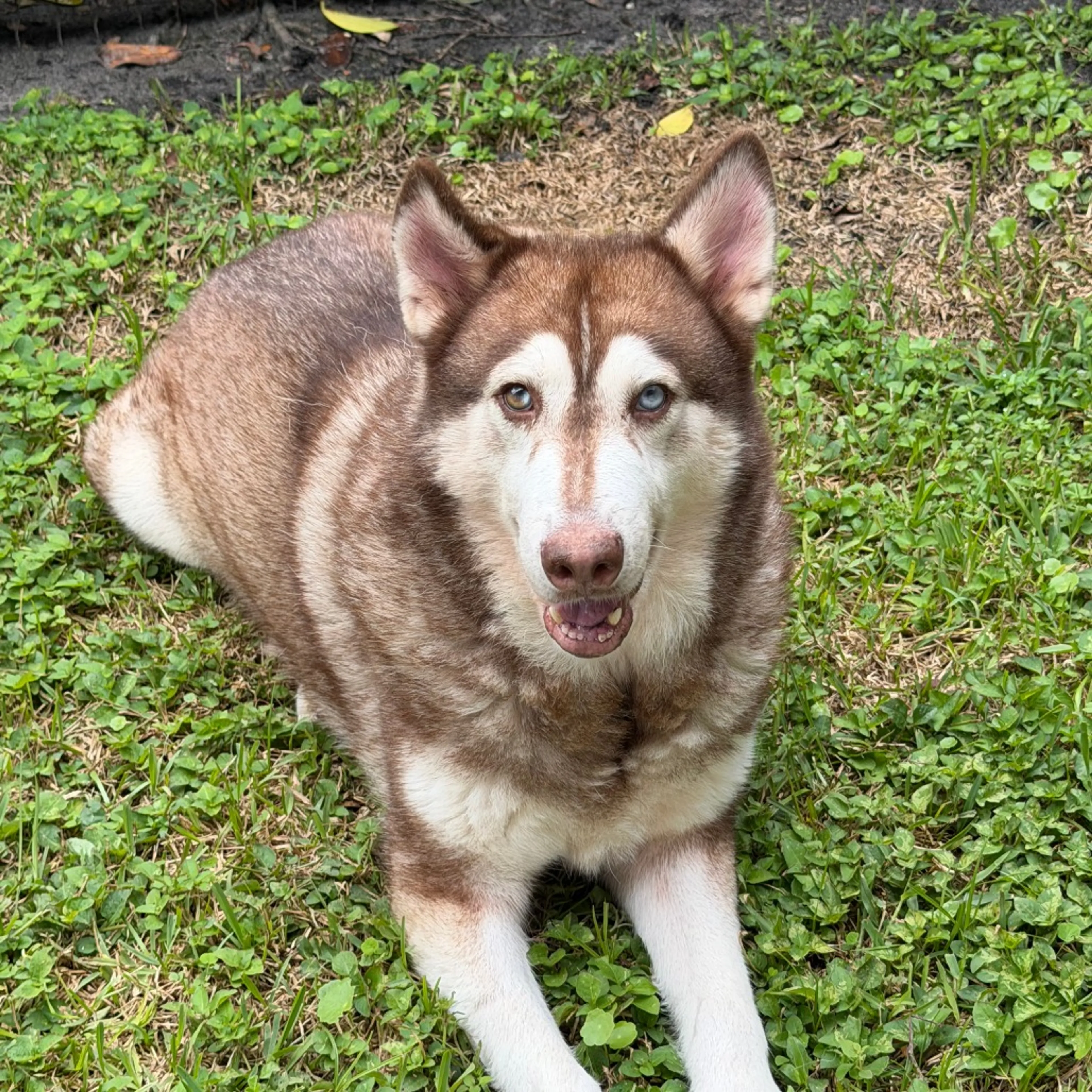 cdn image