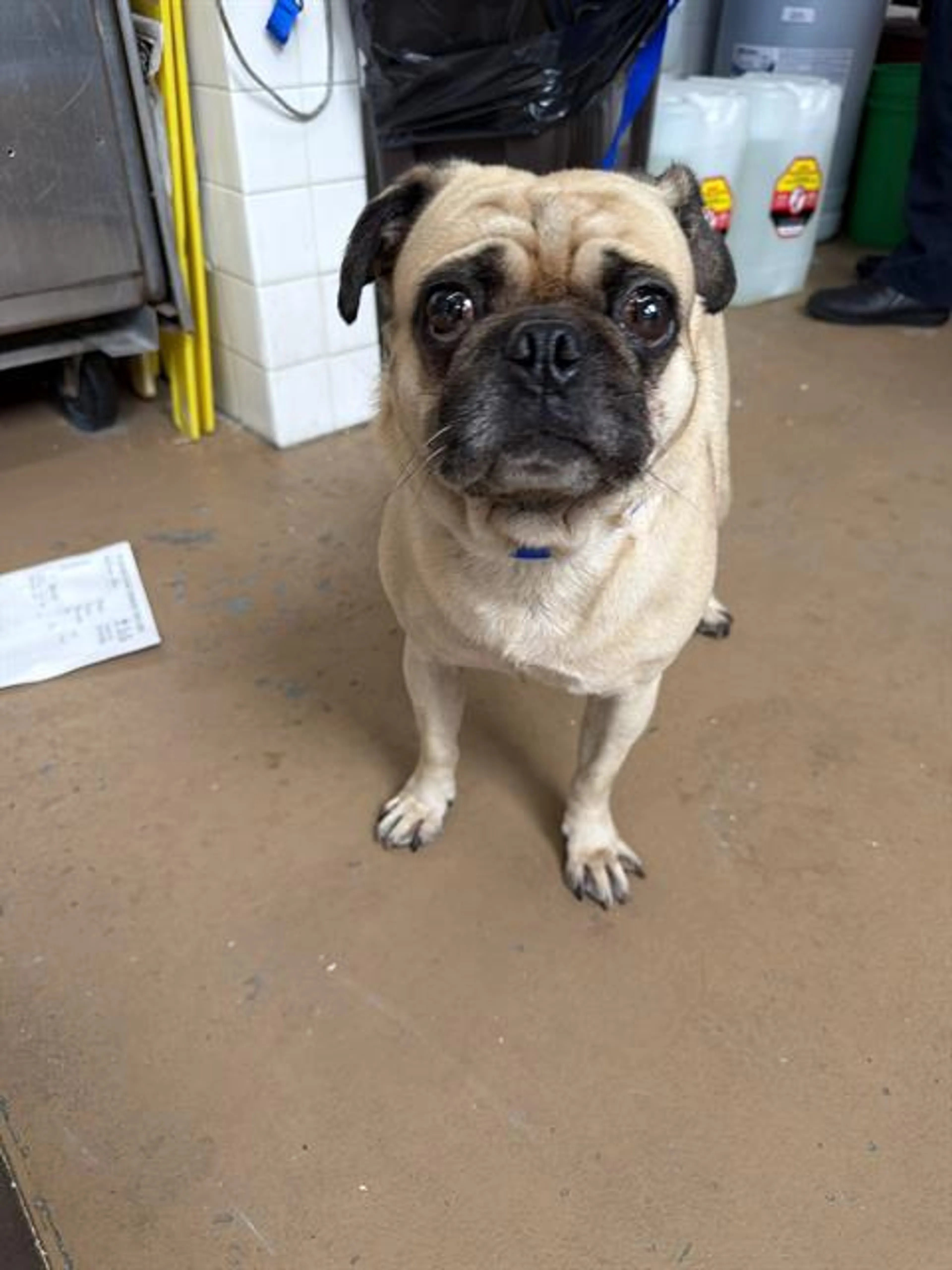 cdn image
