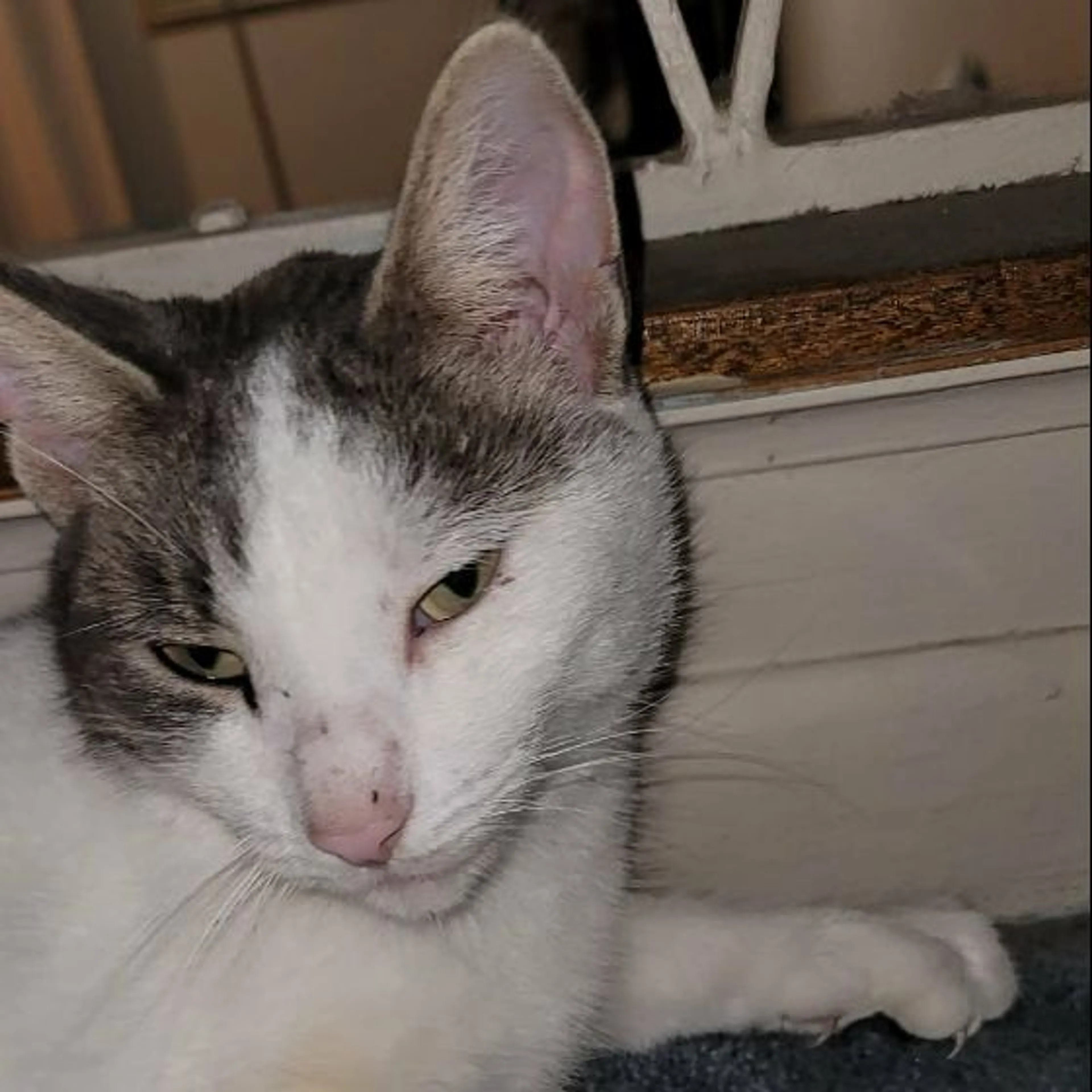 cdn image