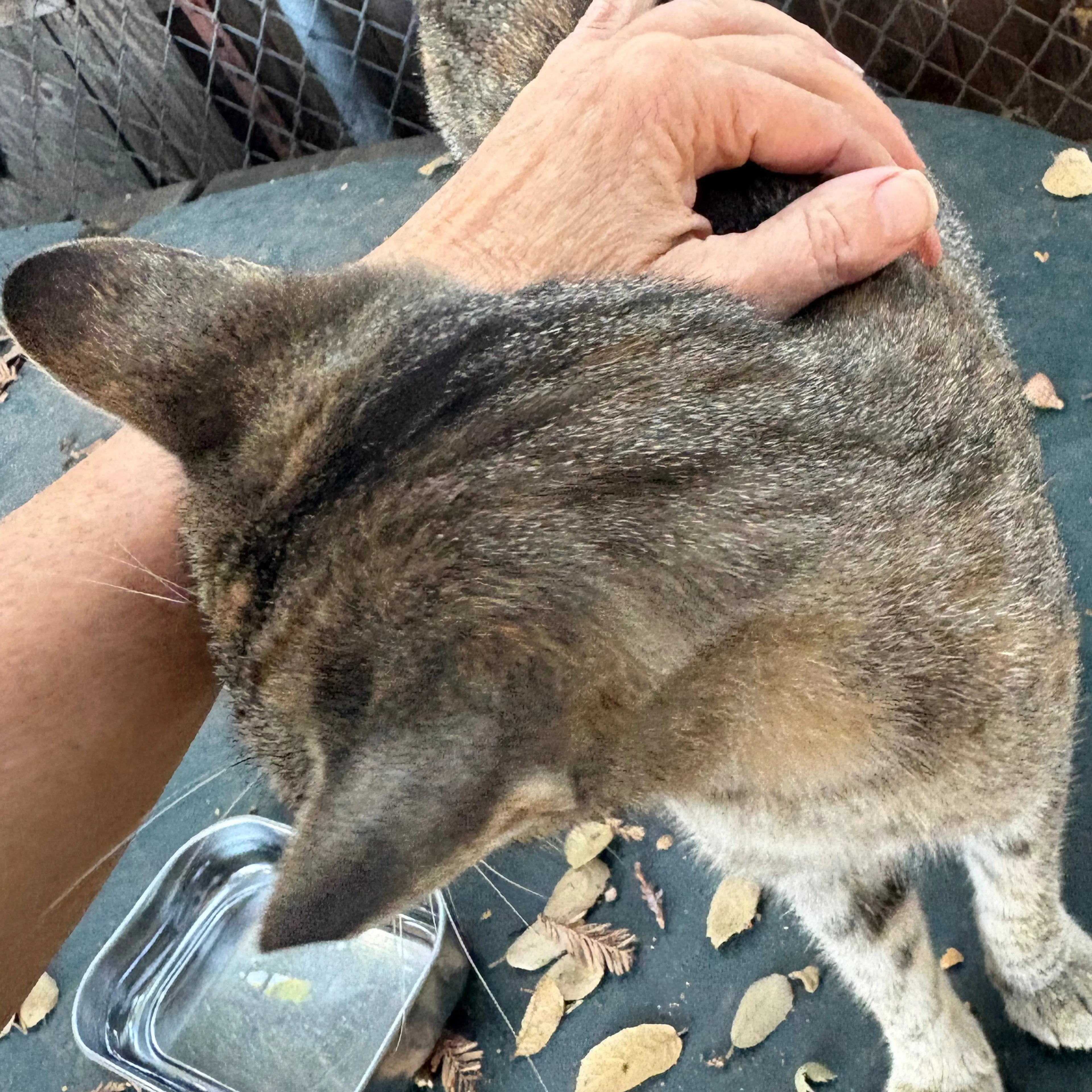 cdn image