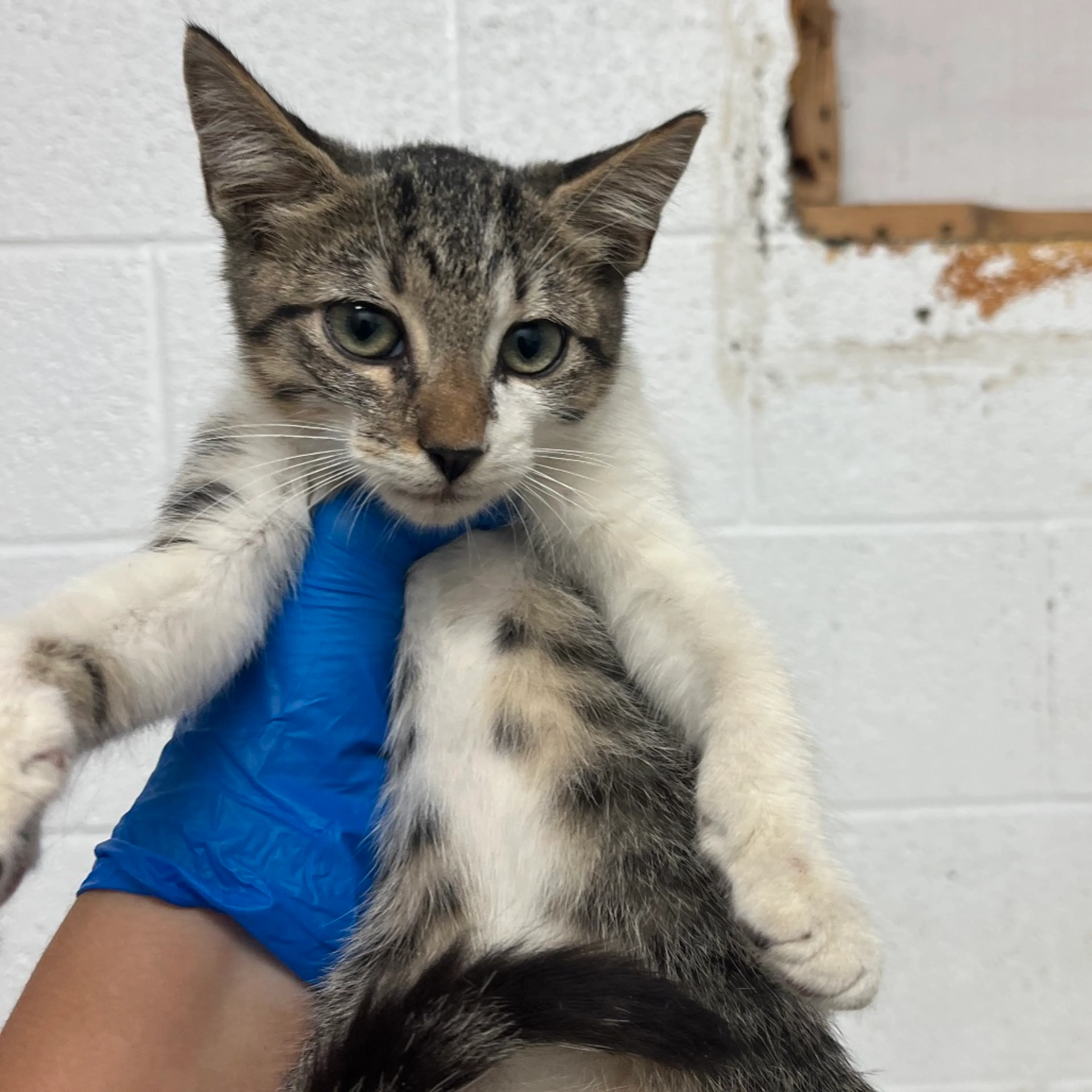 cdn image