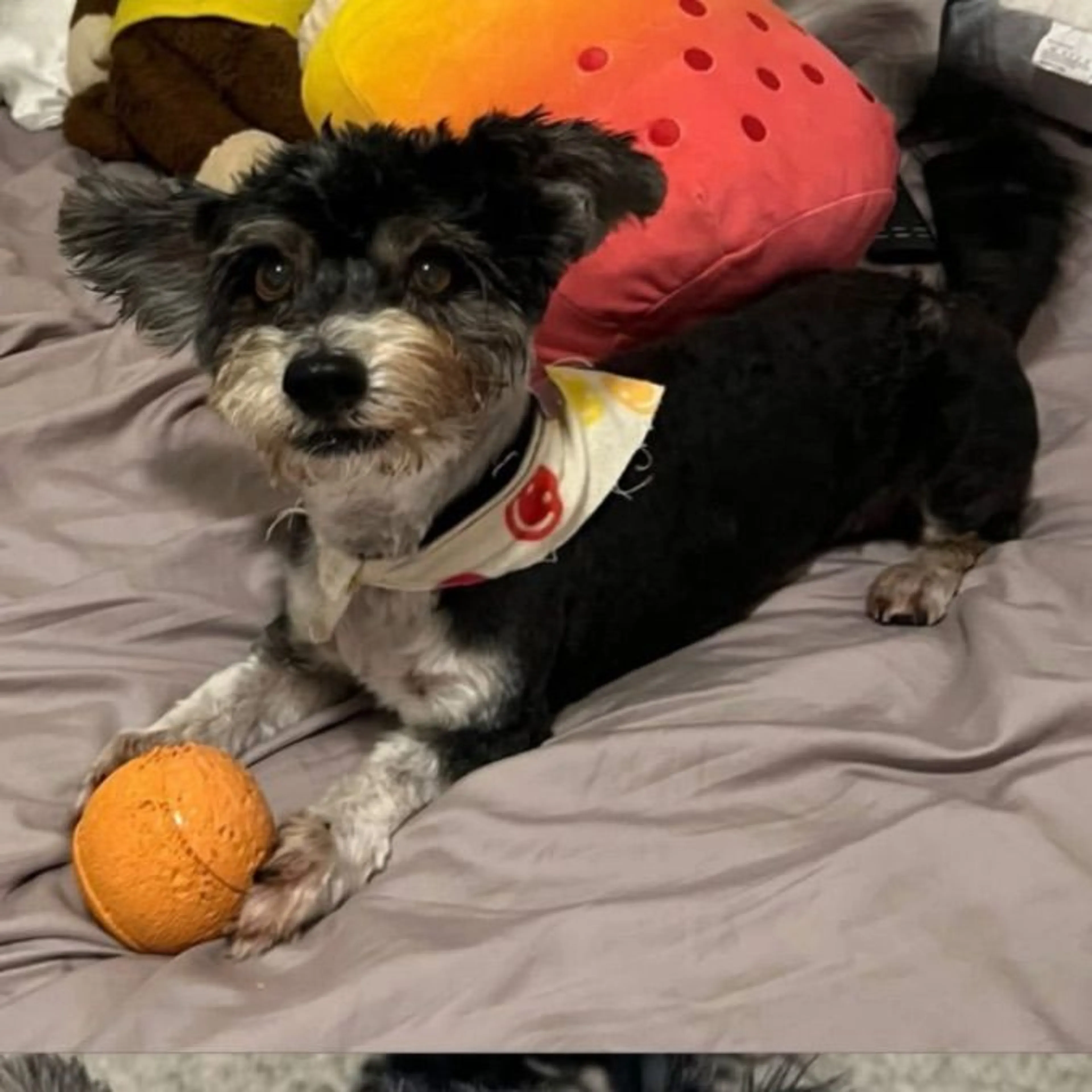 cdn image
