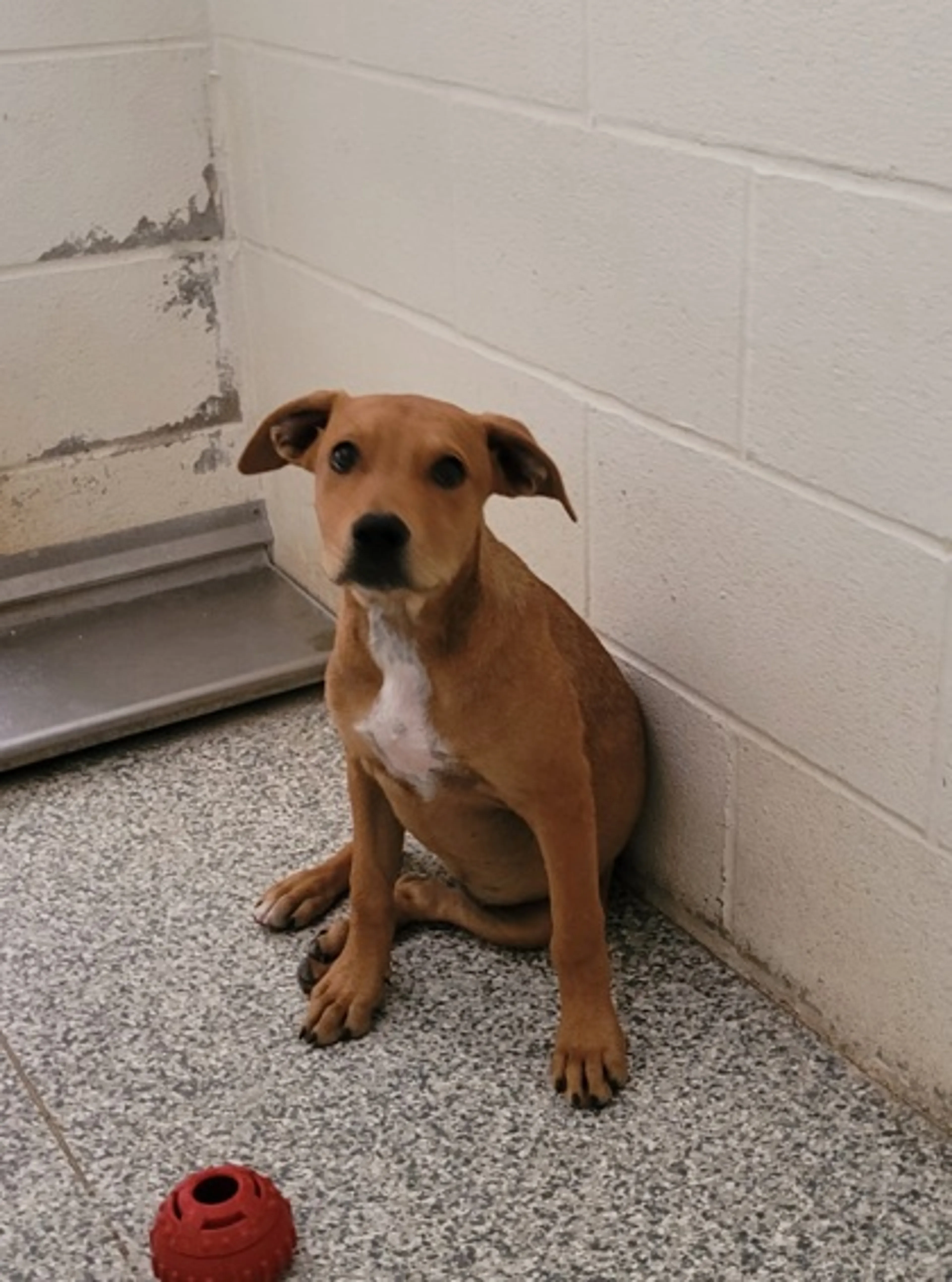 cdn image