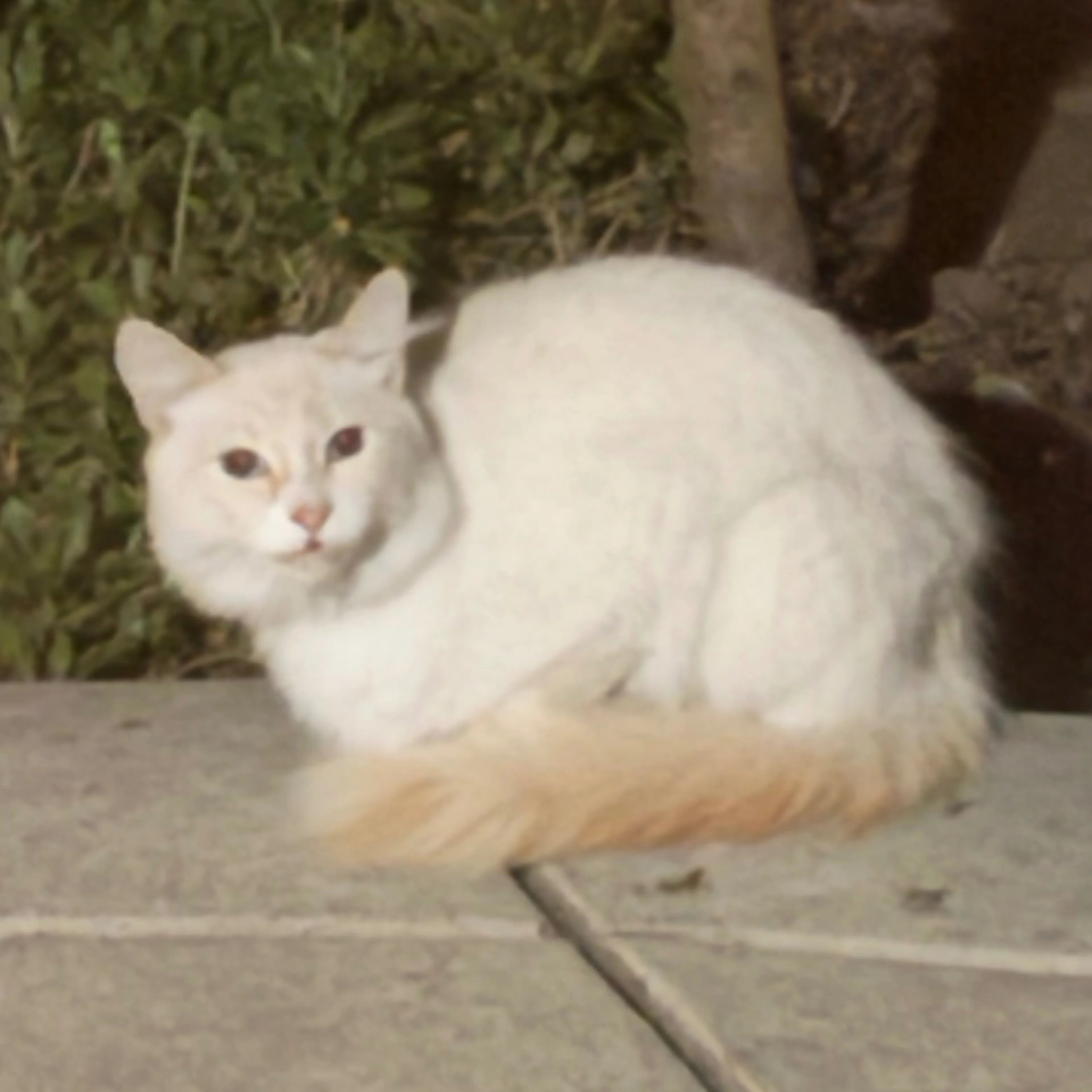 cdn image