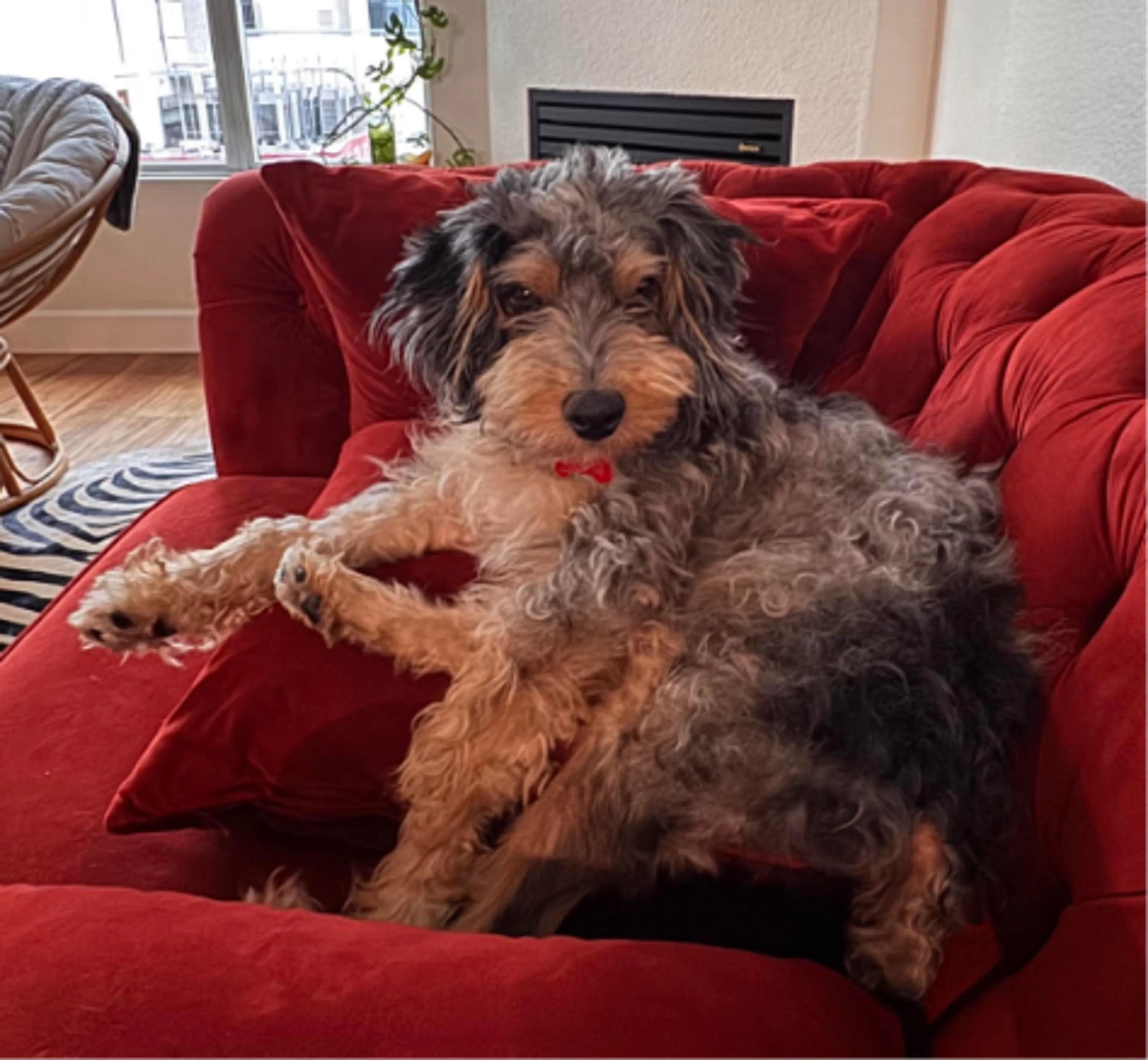 cdn image