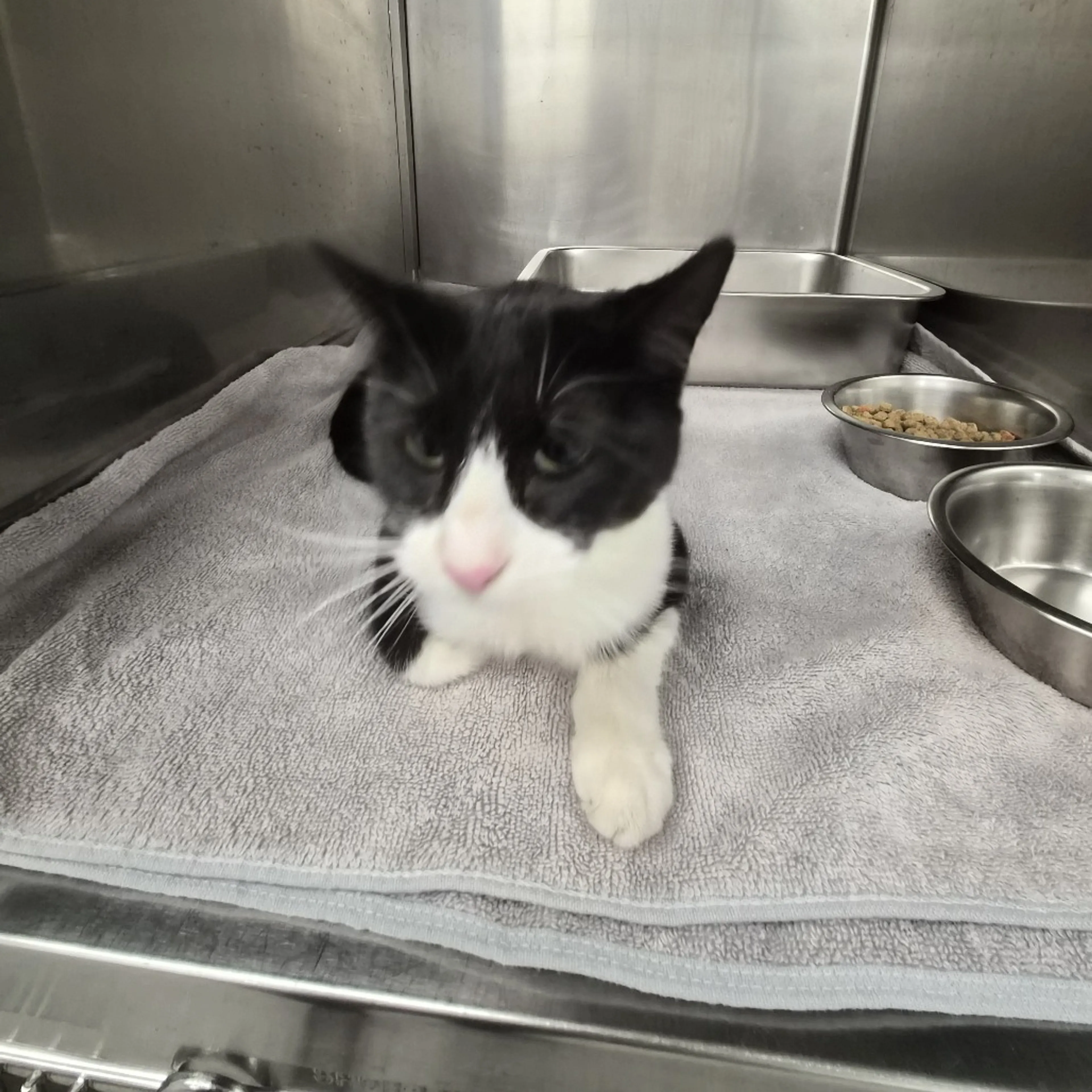 cdn image