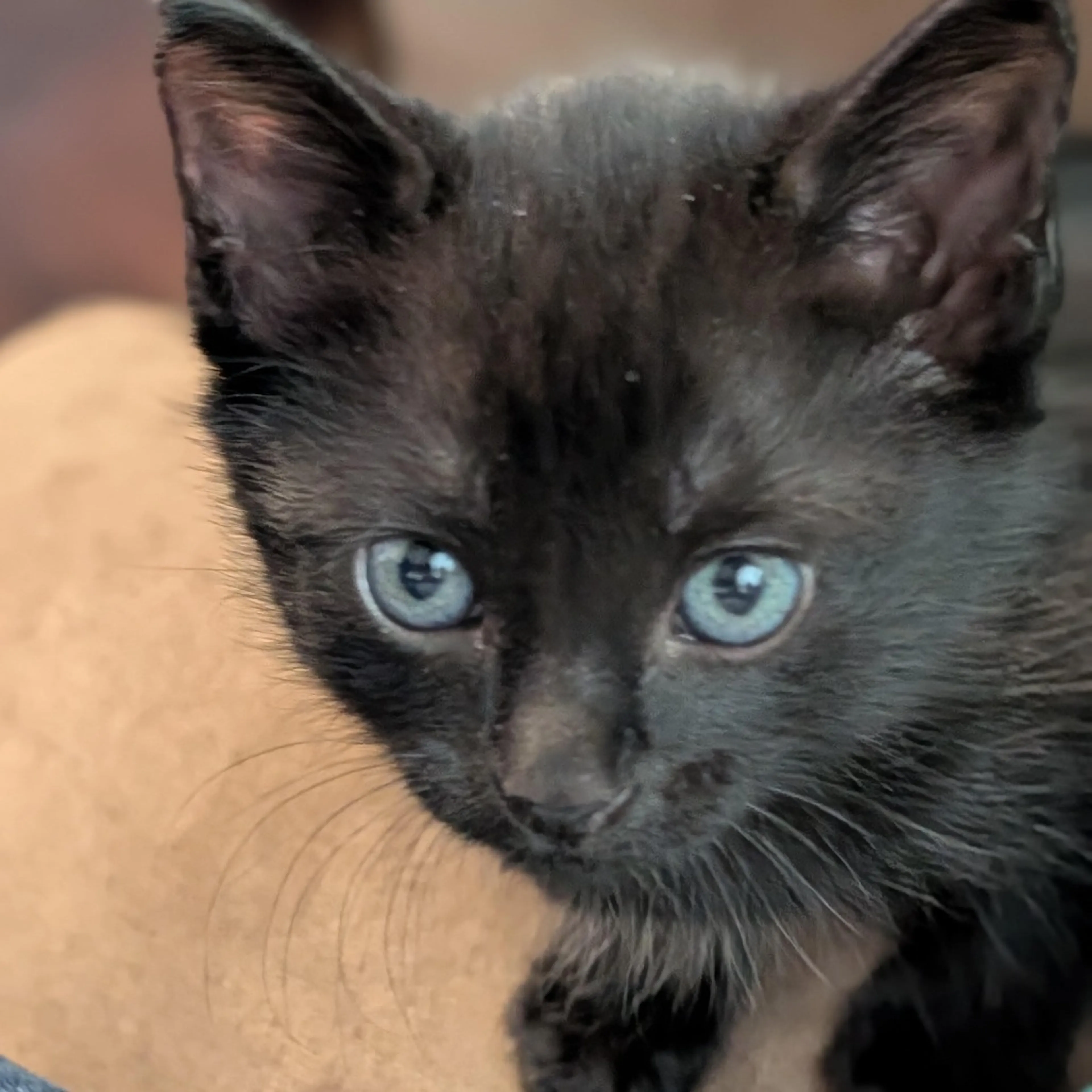 cdn image