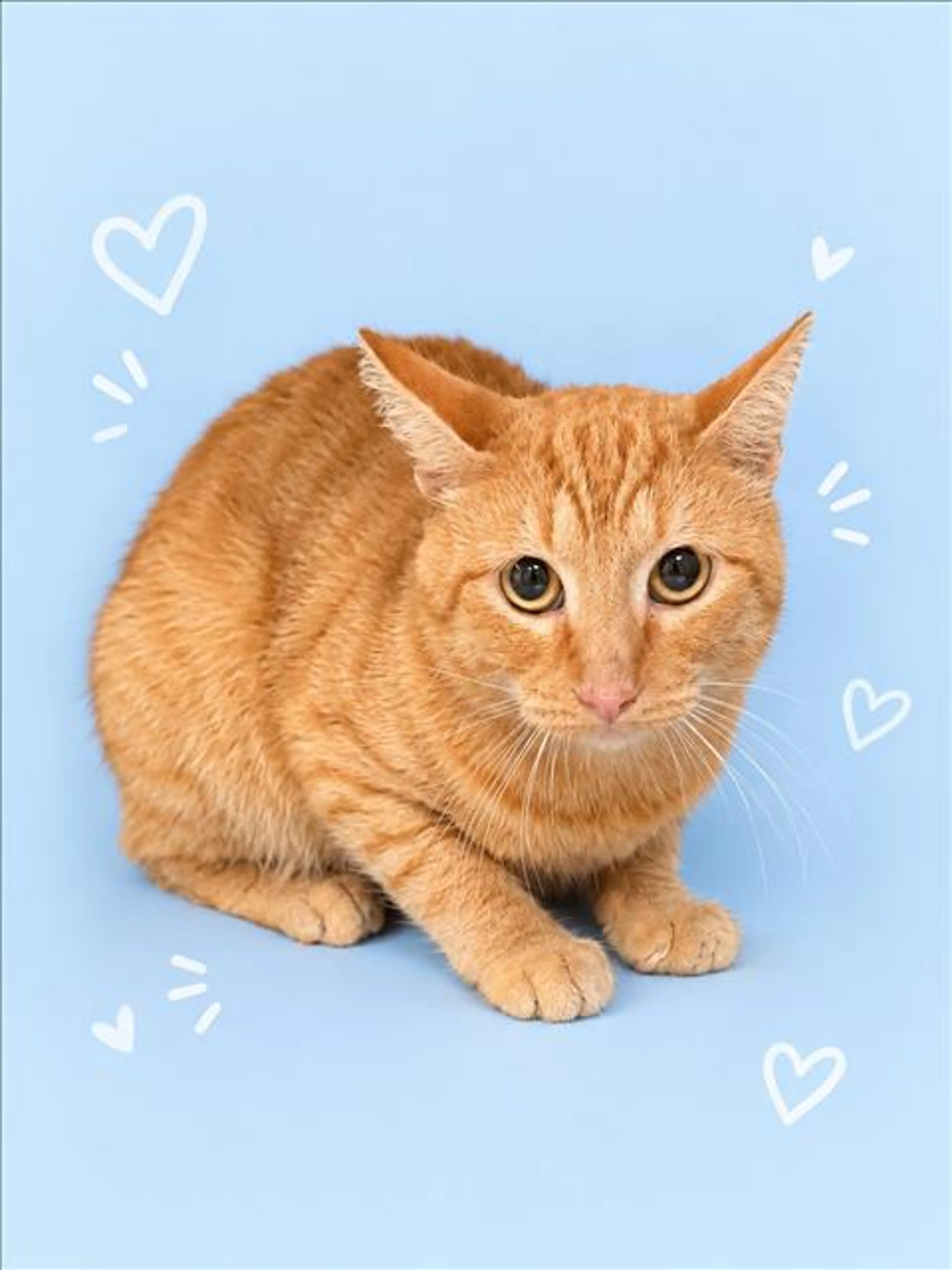 cdn image