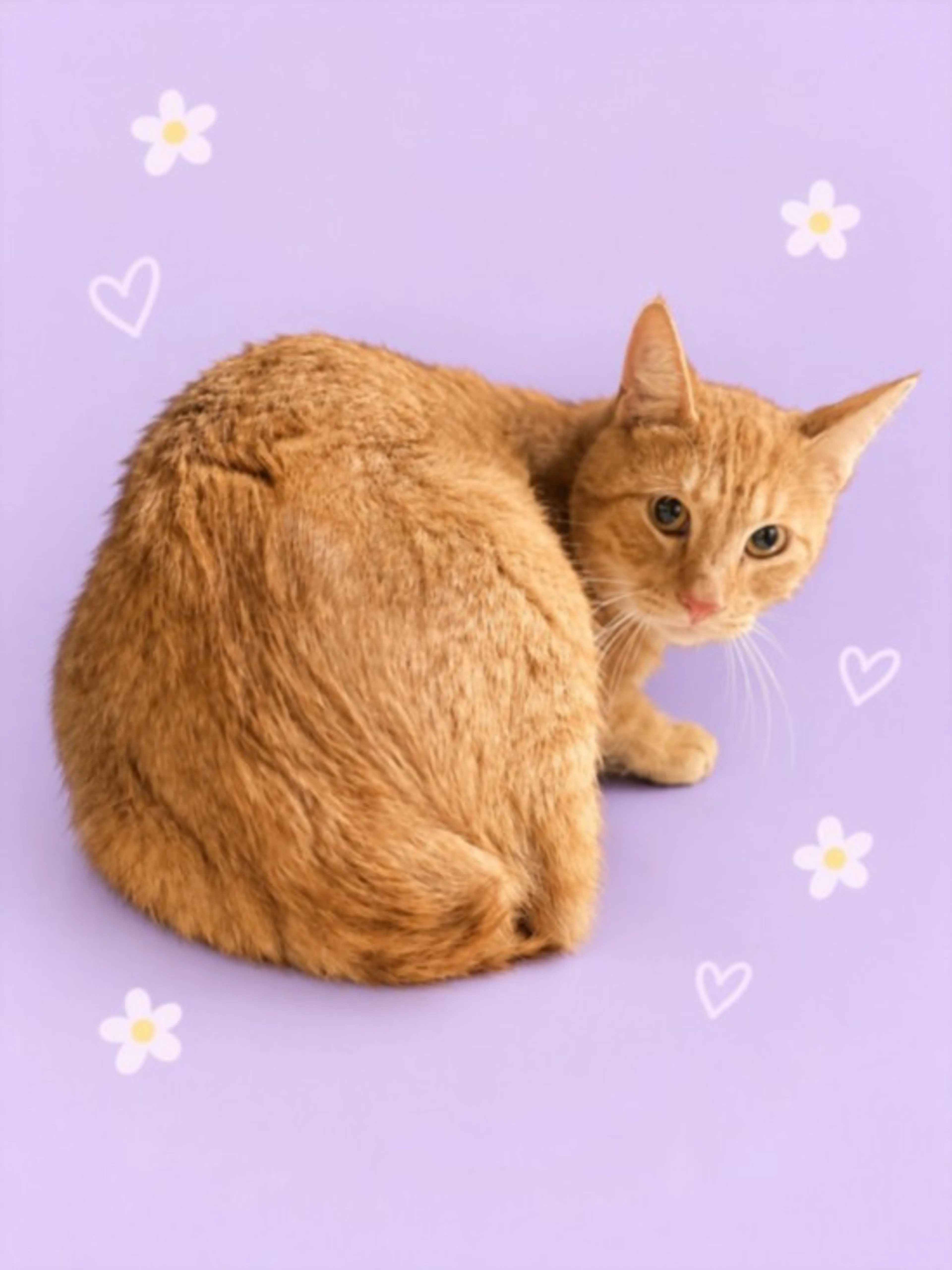 cdn image
