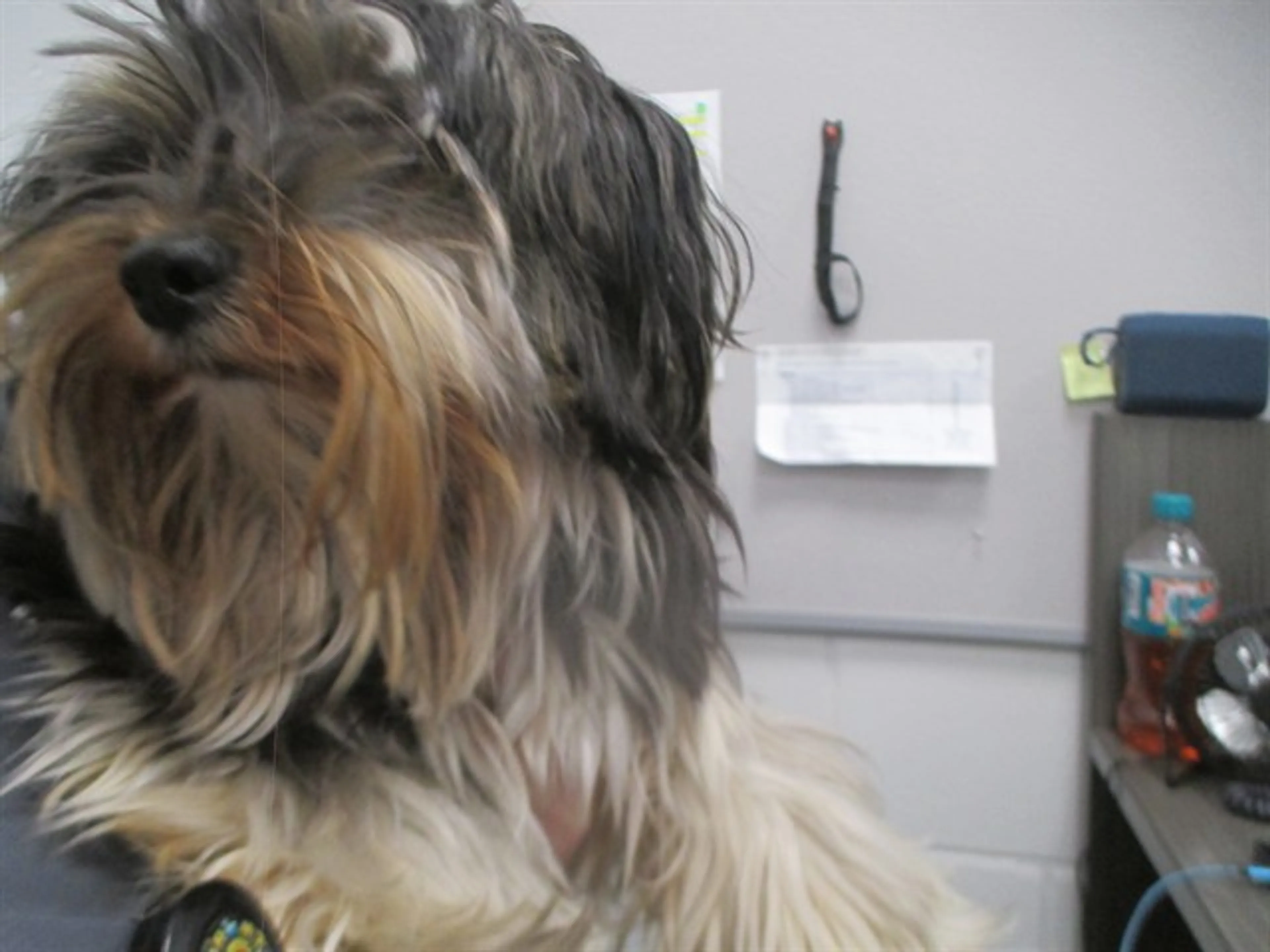cdn image