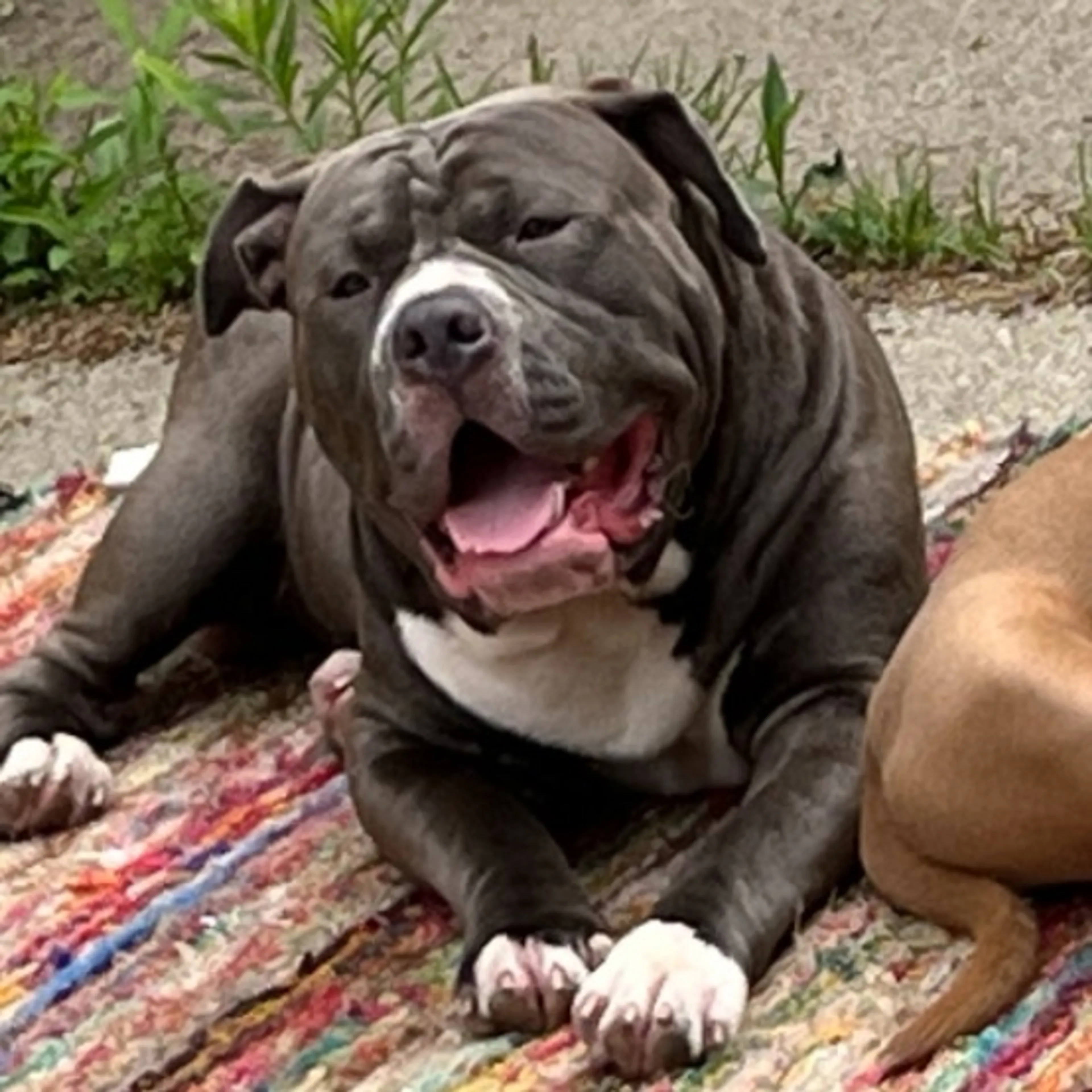 cdn image