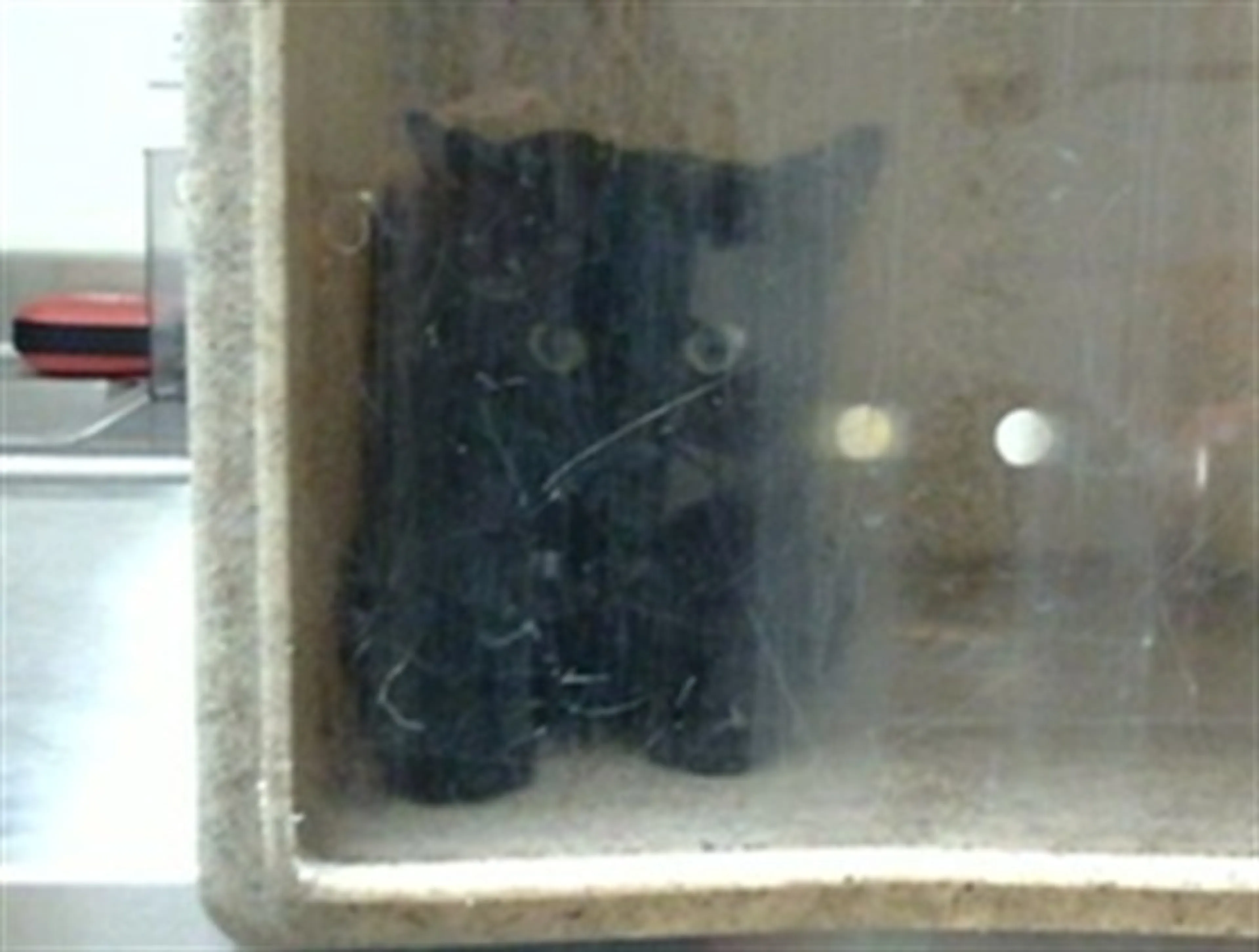 cdn image