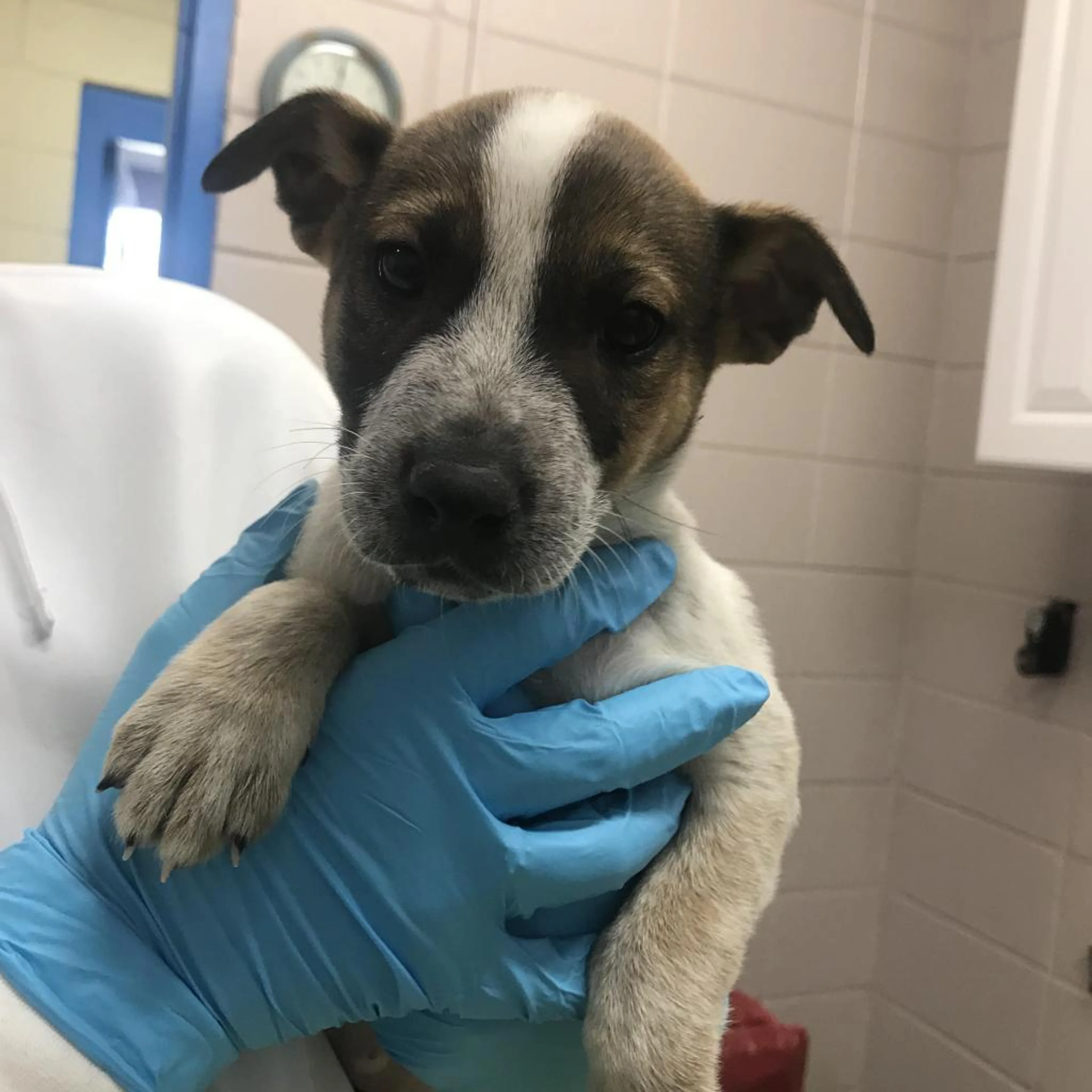 cdn image