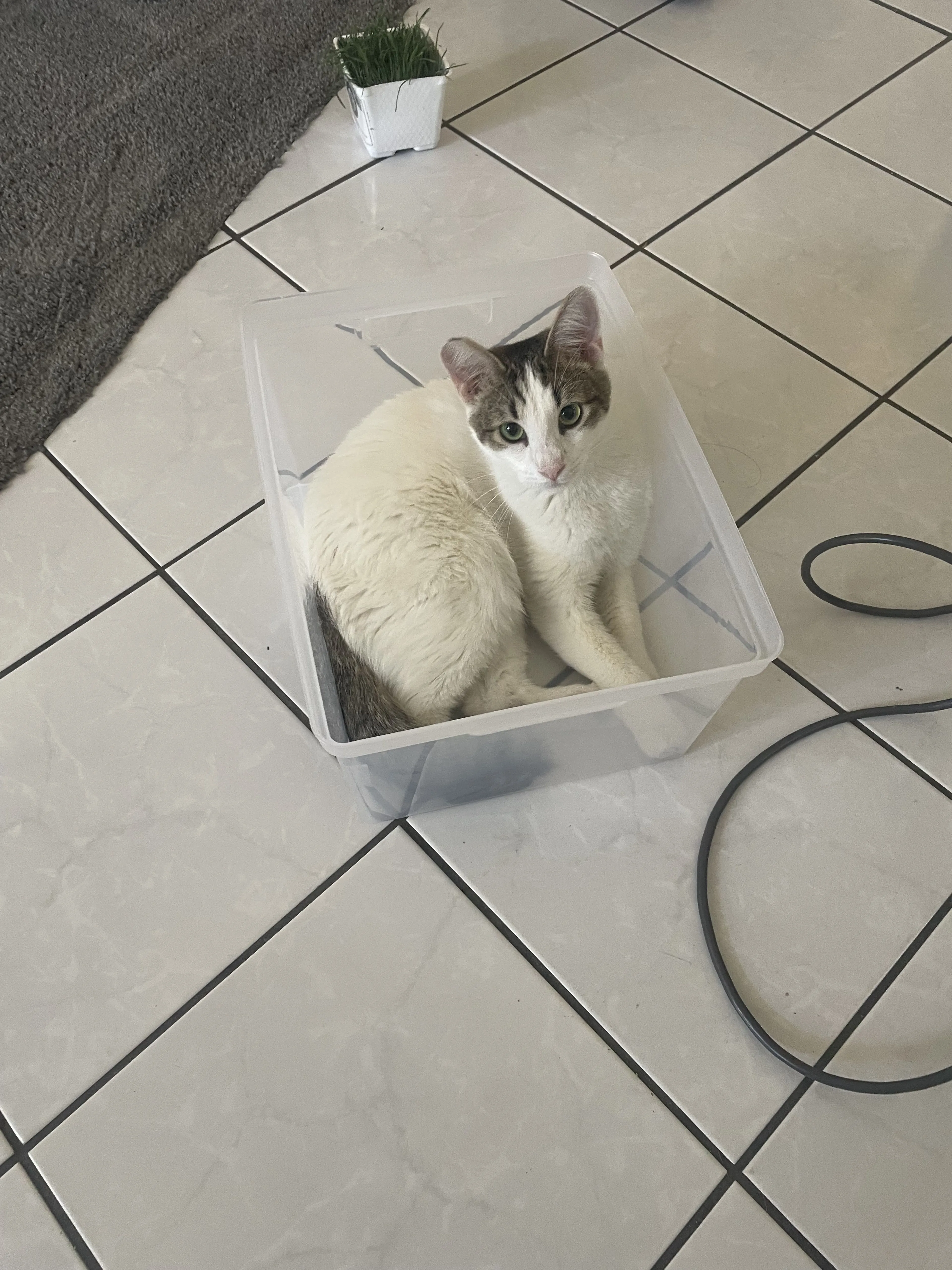 cdn image