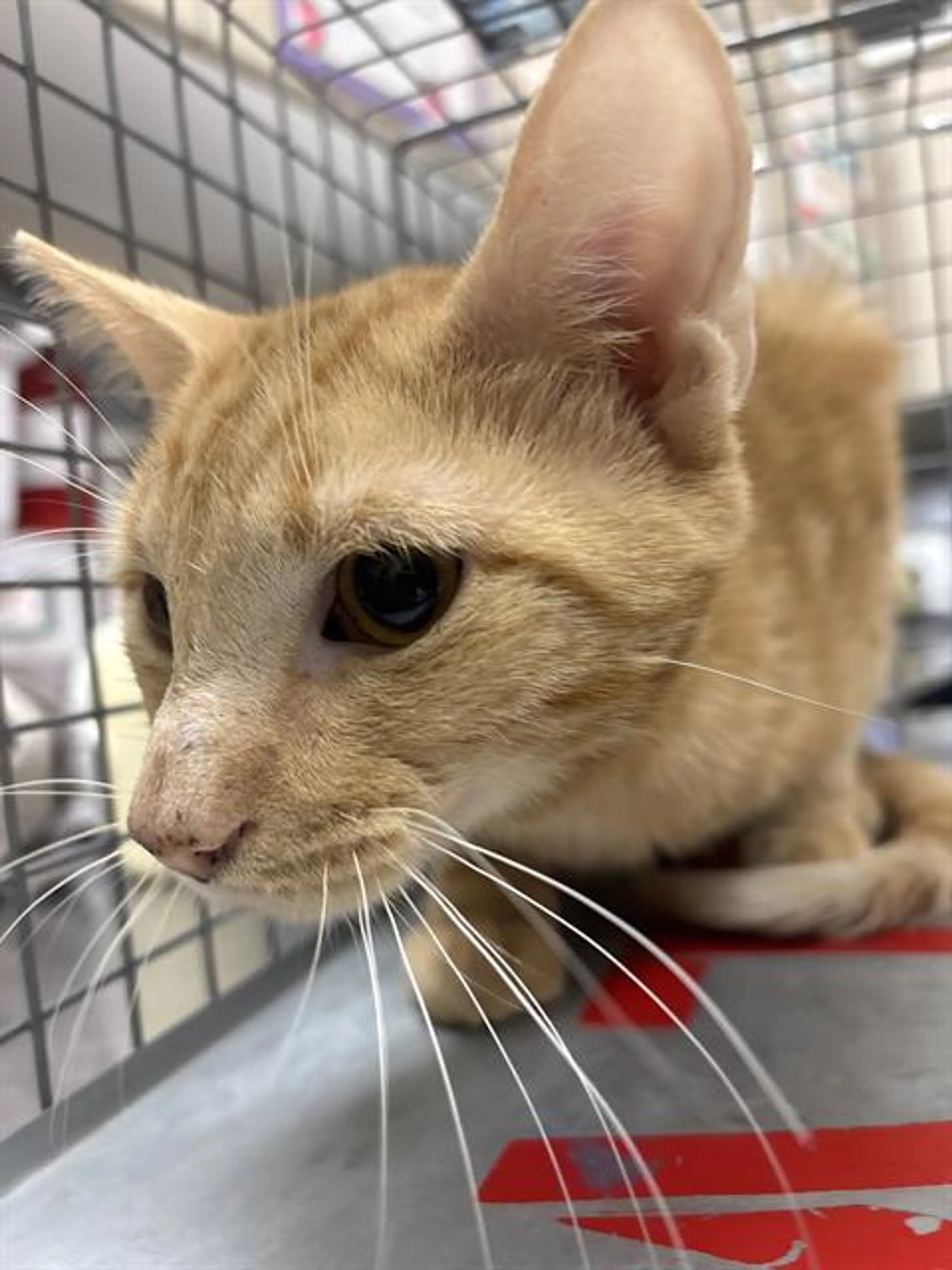 cdn image