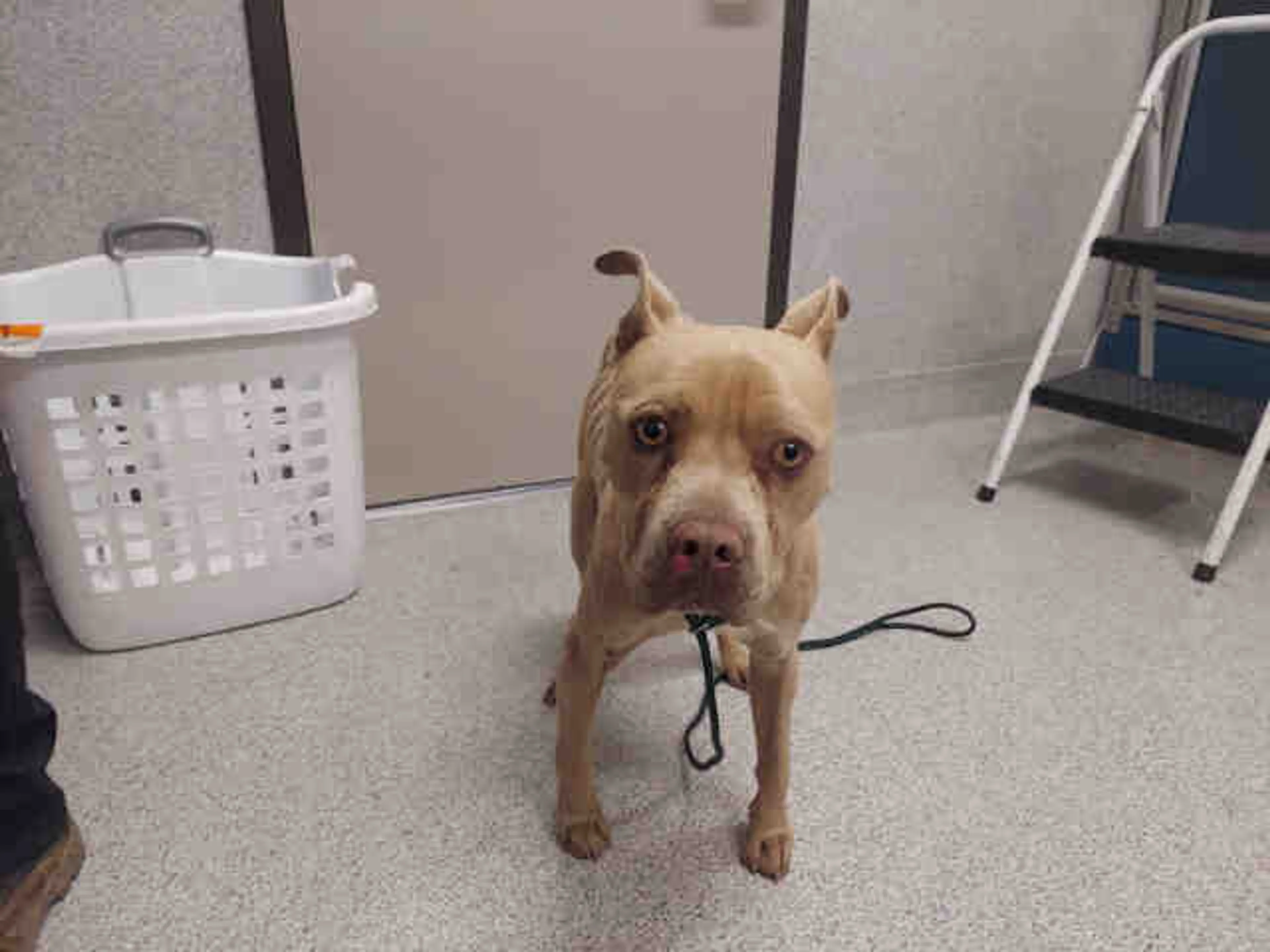 cdn image