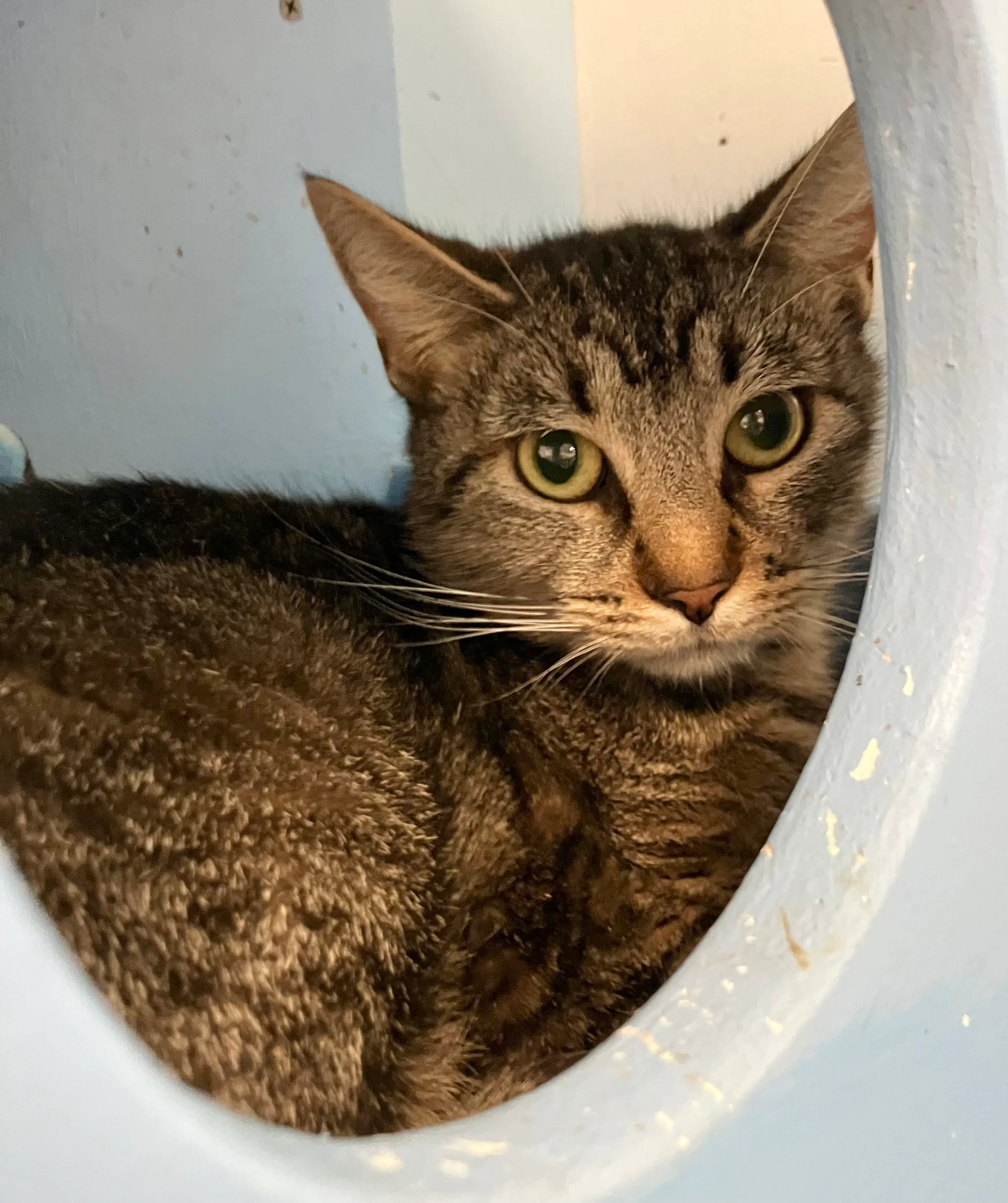 cdn image
