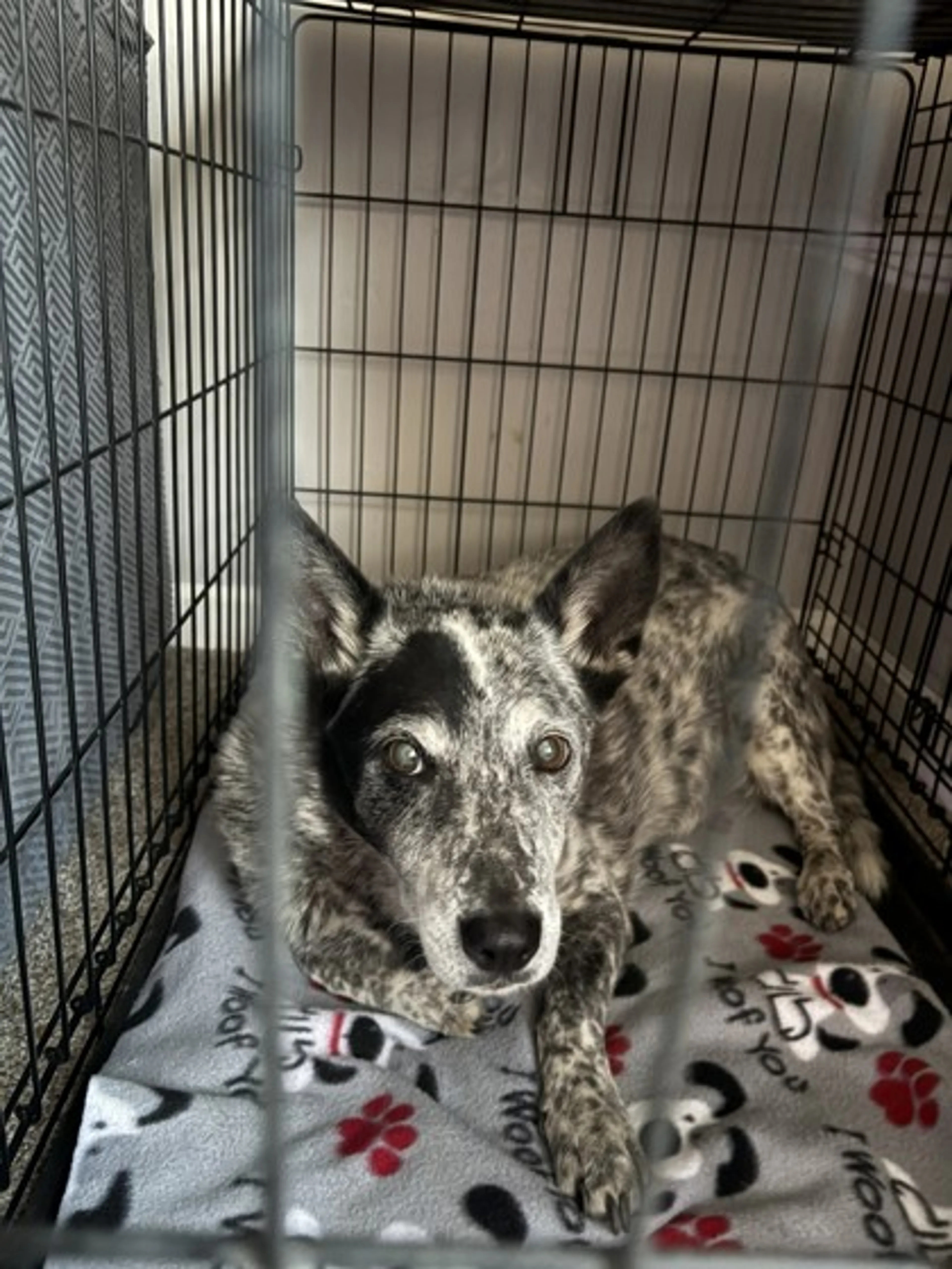cdn image