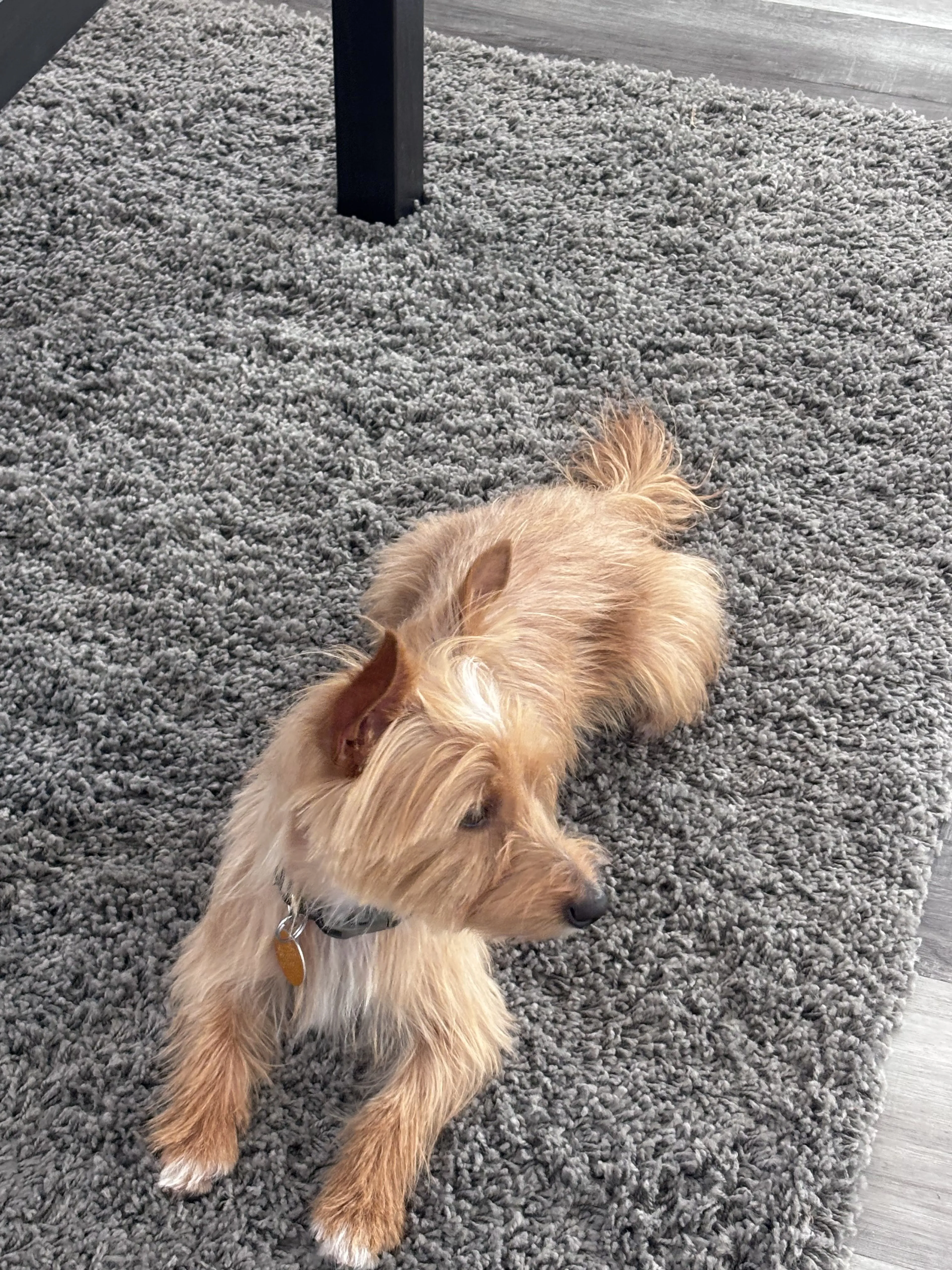 cdn image