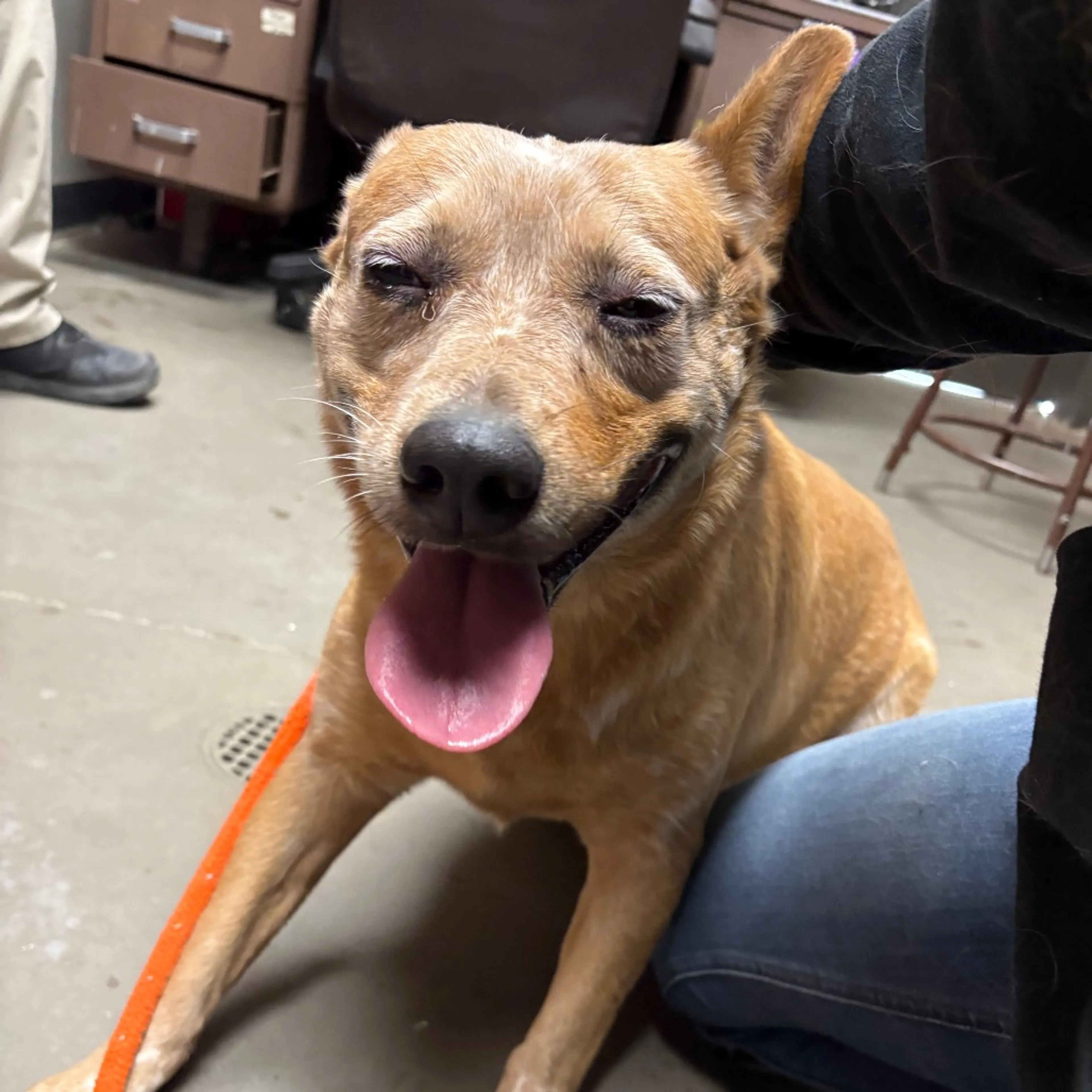 cdn image