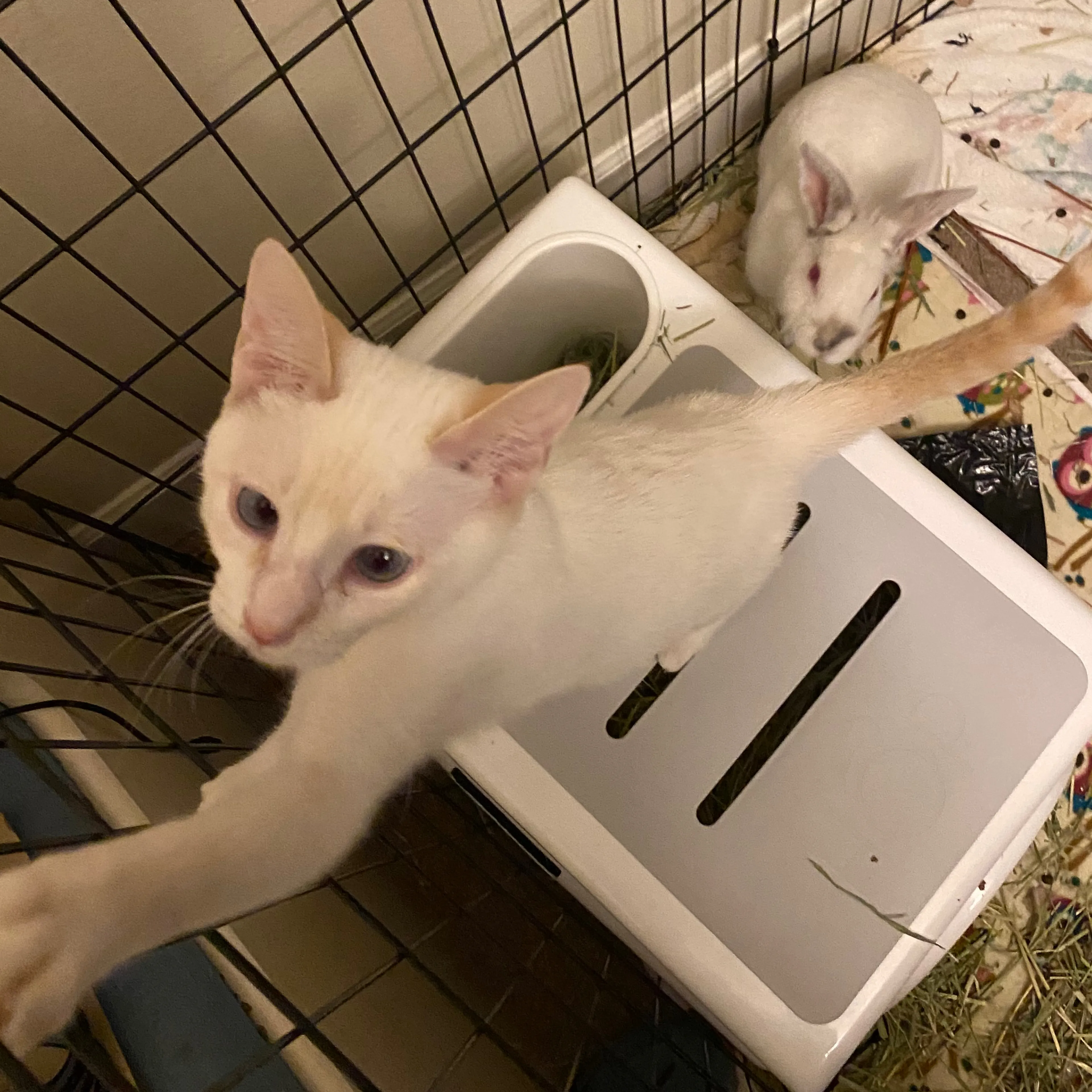 cdn image