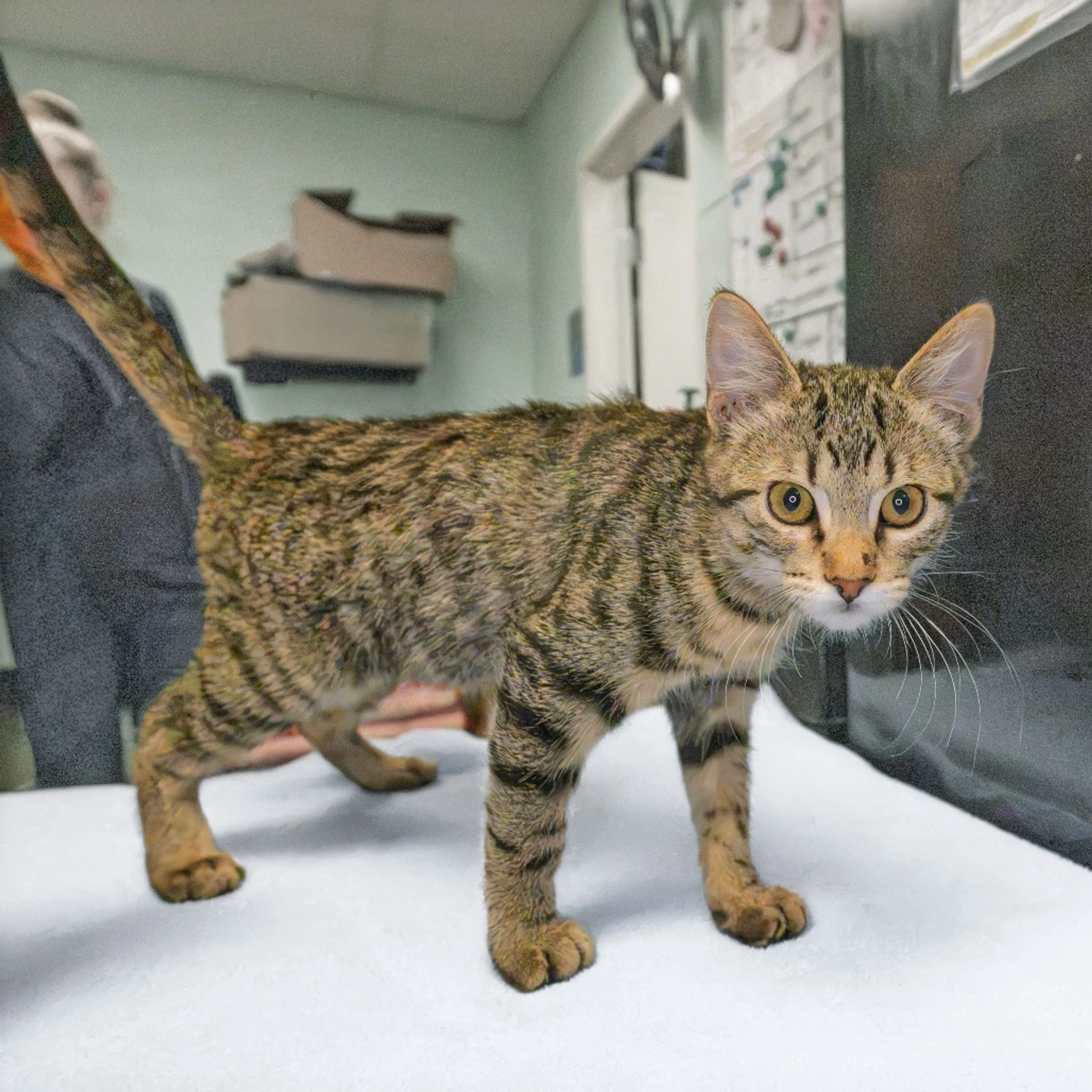 cdn image