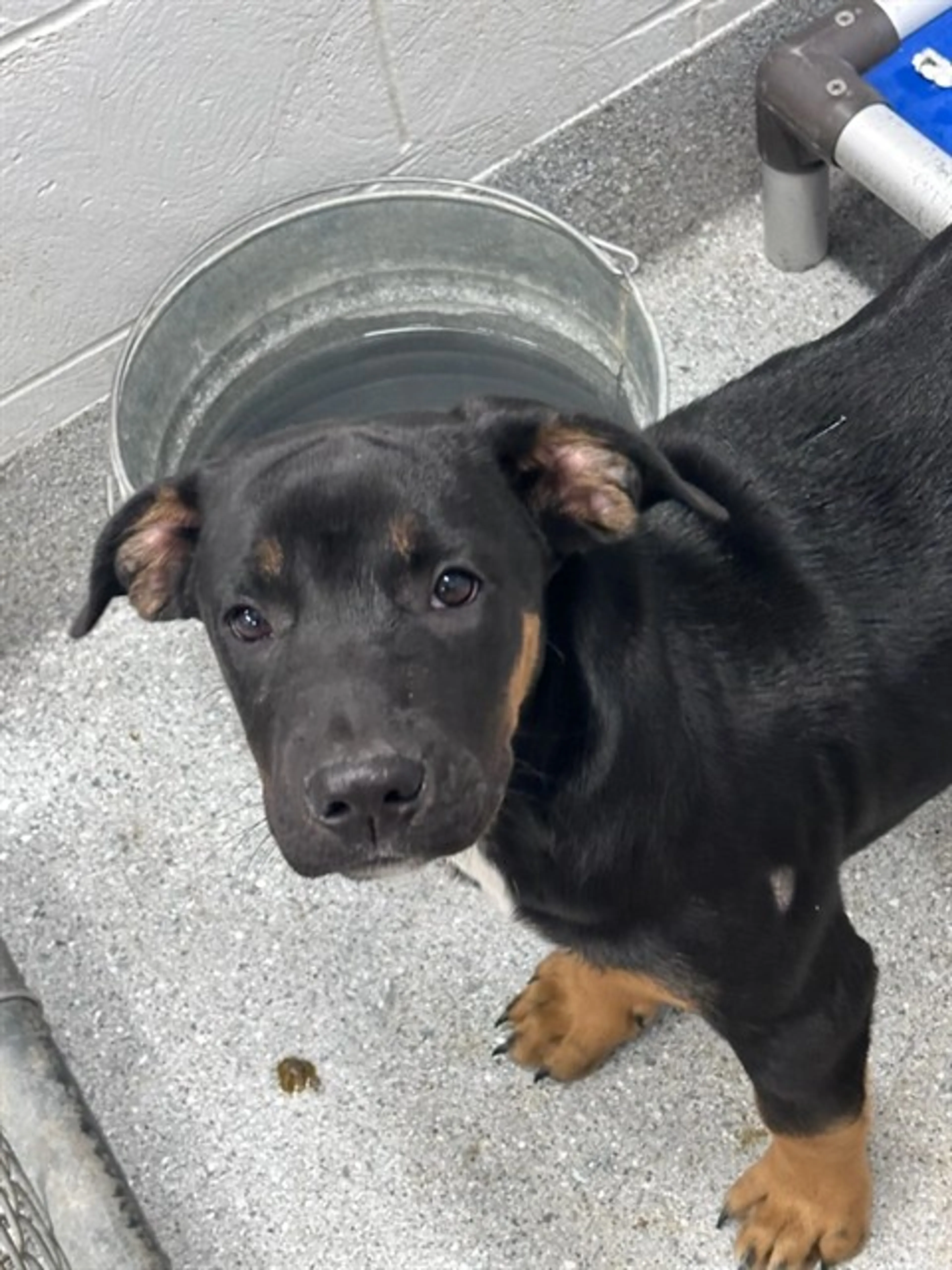 cdn image