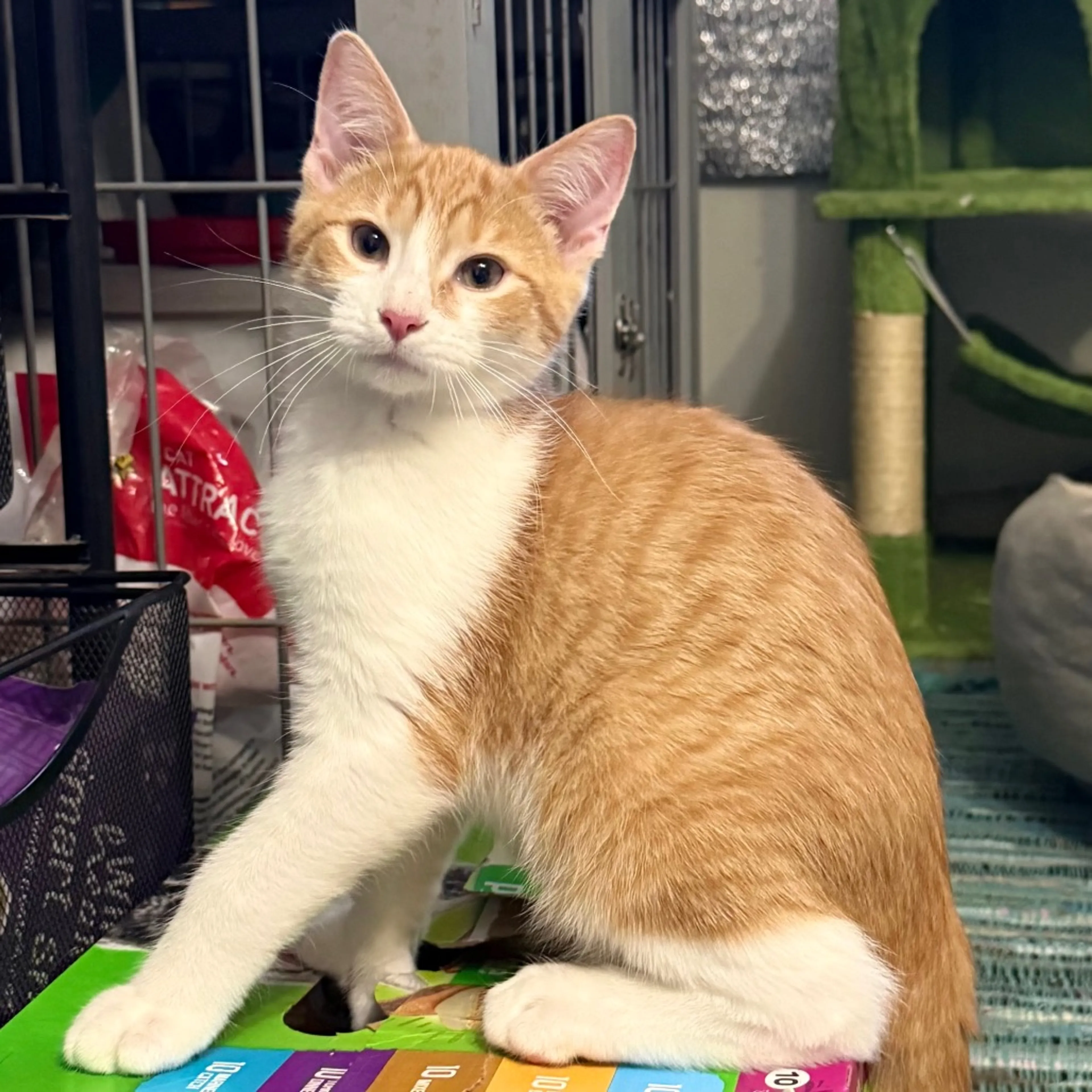 cdn image