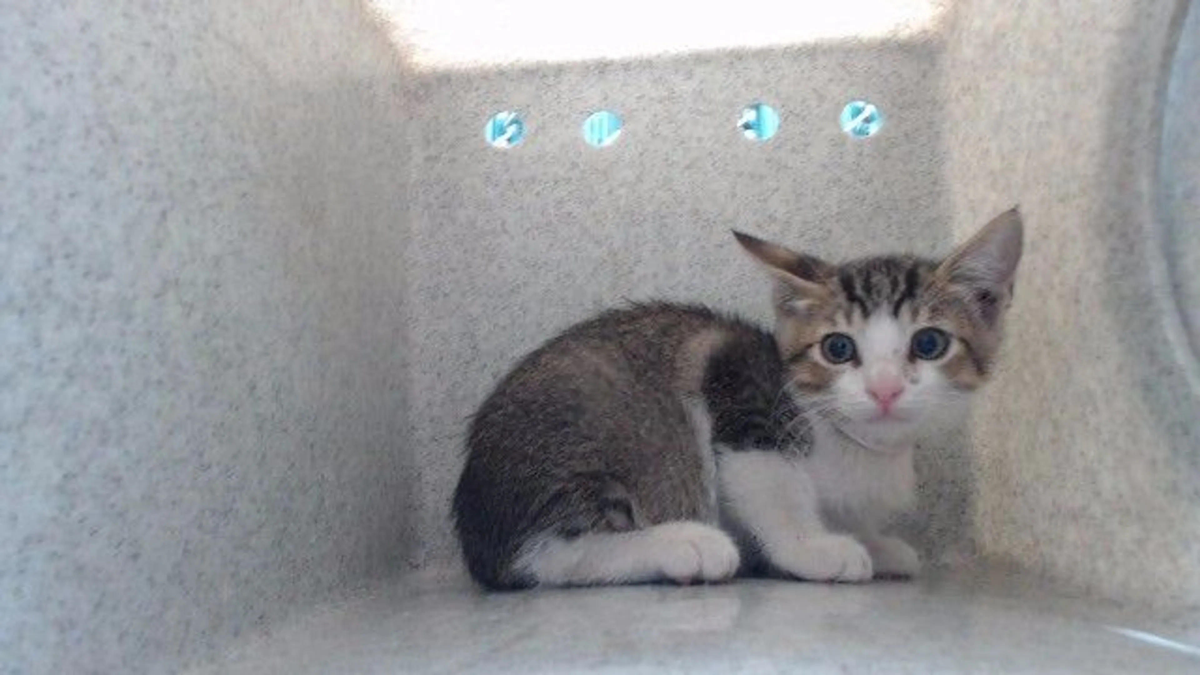 cdn image