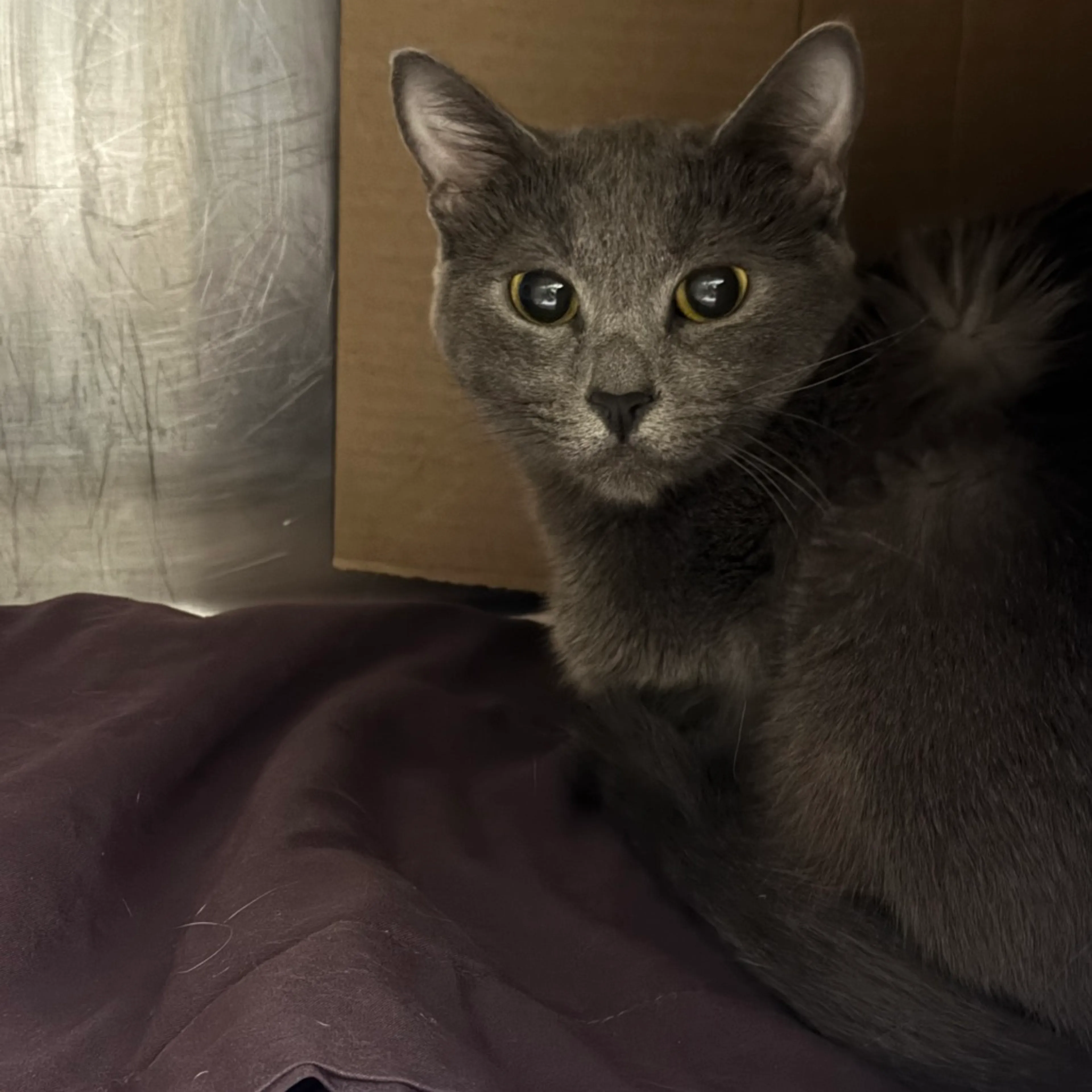 cdn image