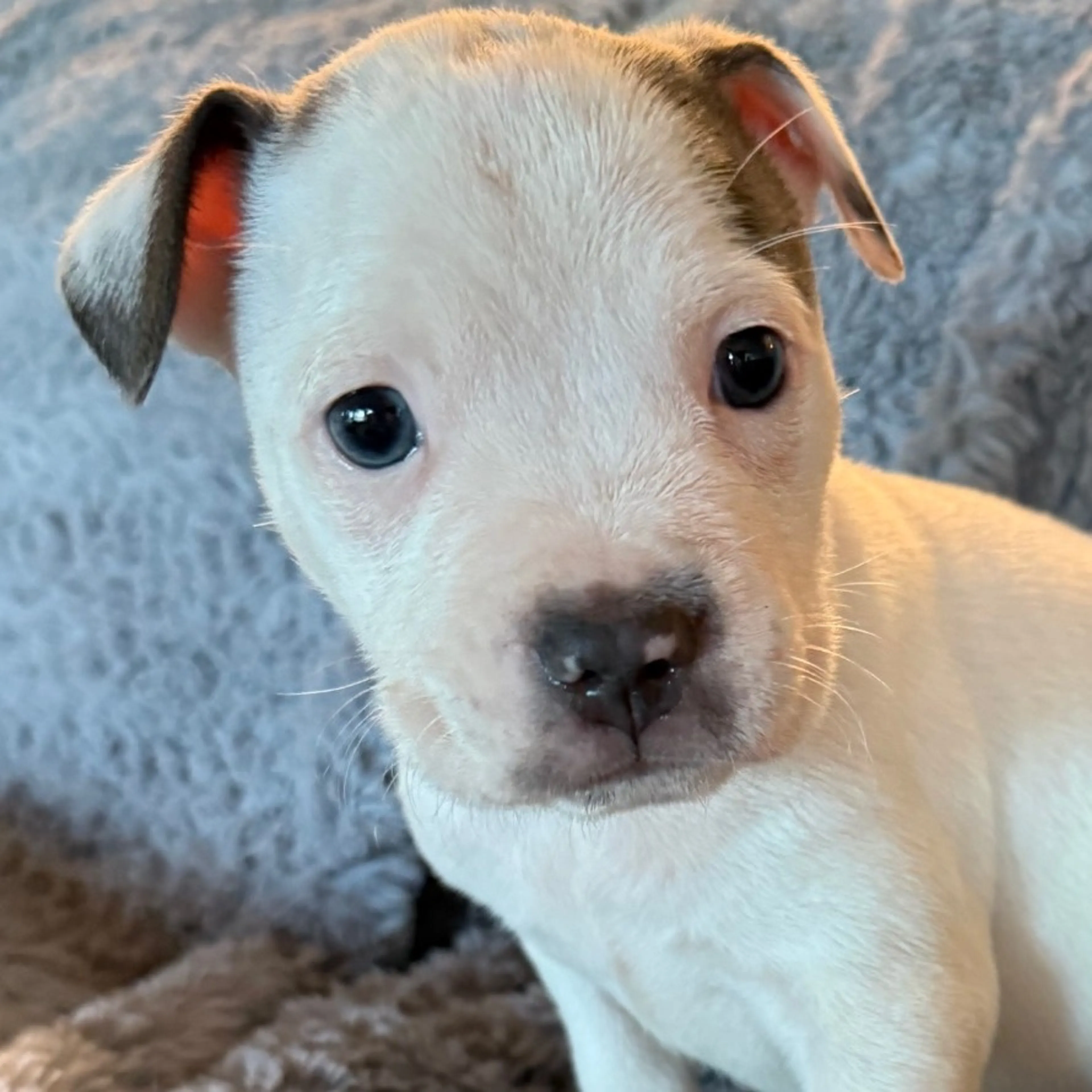 cdn image
