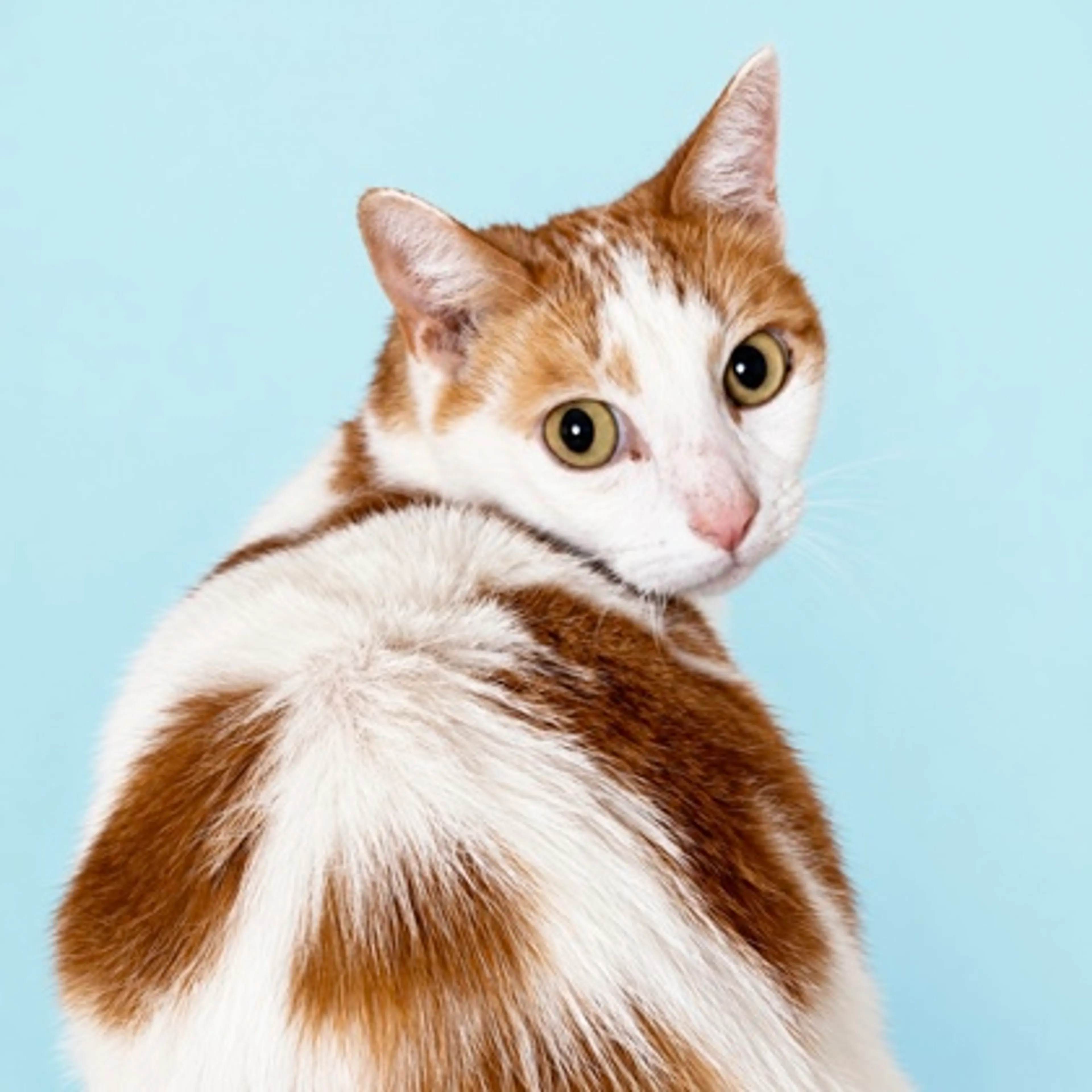 cdn image